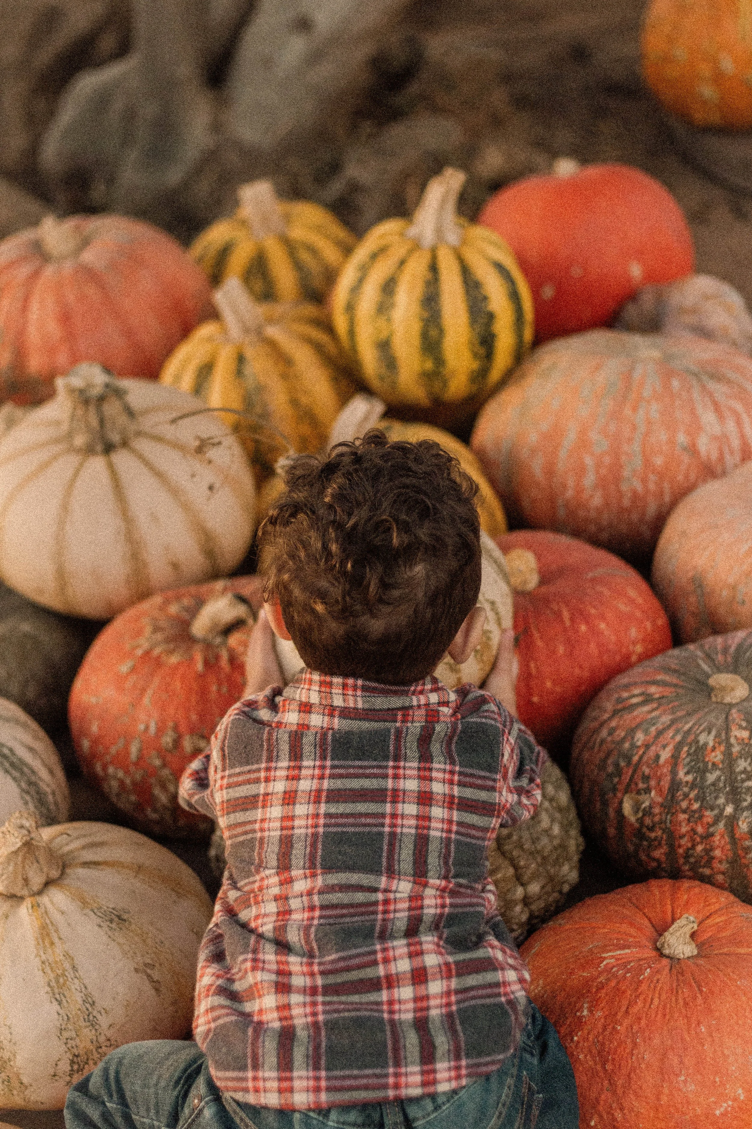 Fall Mini Sessions 2022