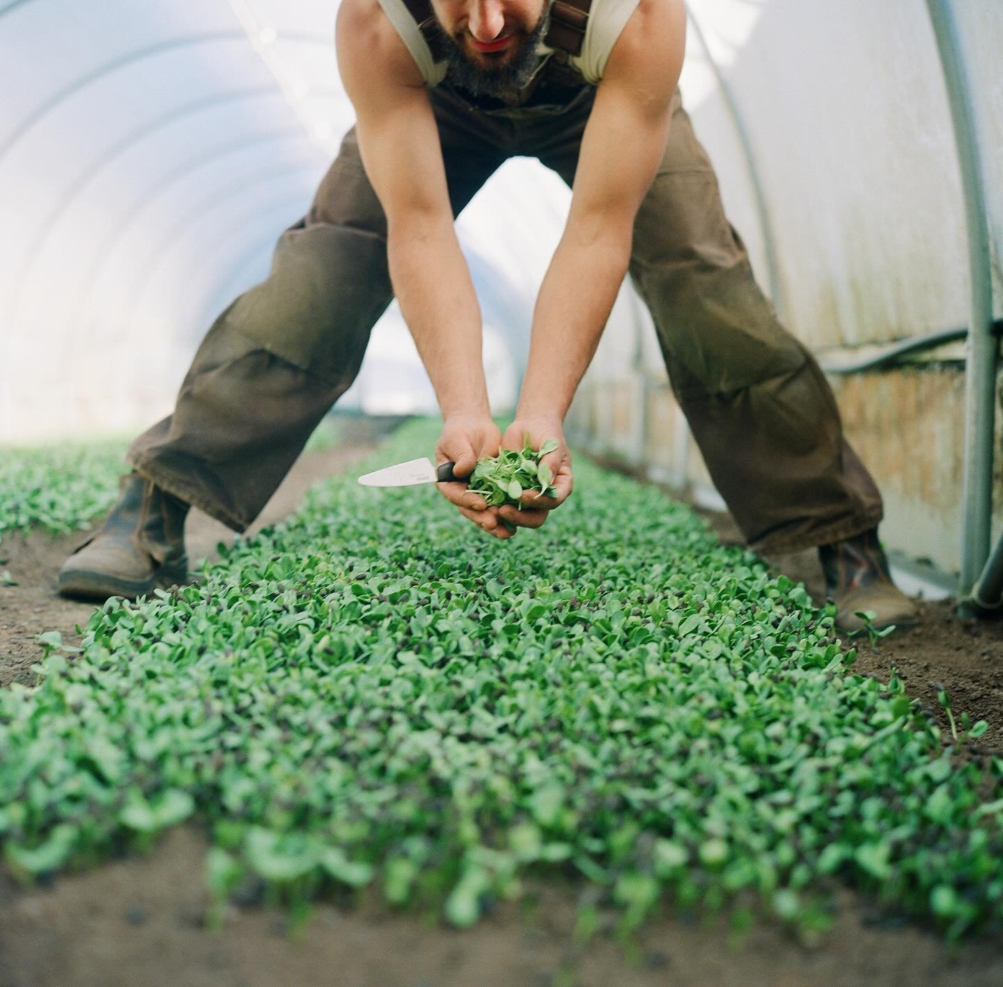 Sunflower sprouts, pea shoots &amp; micro radish from @earthworker_farm are on special at @oliversmarket at the moment! Earthworker Farm&rsquo;s products are hand planted, tended and harvested and are perfect additions to any meal. Be sure to pick so