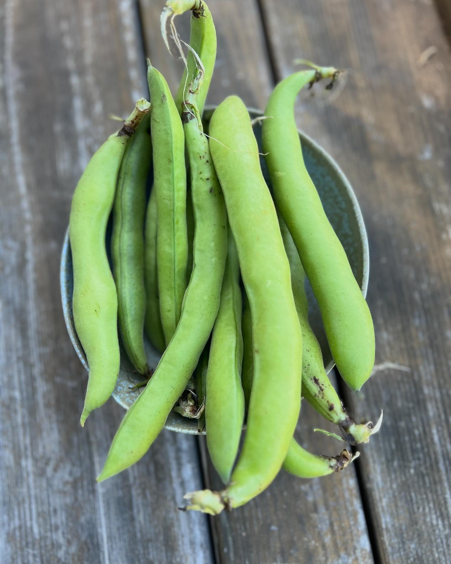 Let&rsquo;s chat about how to use fresh Fava Beans! These delicious and protein-packed legumes have been making their way into the spring FEED Bins lately. If you are unsure how to prep them or use them, we&rsquo;ve got you covered. 

🫛Prepping Fava
