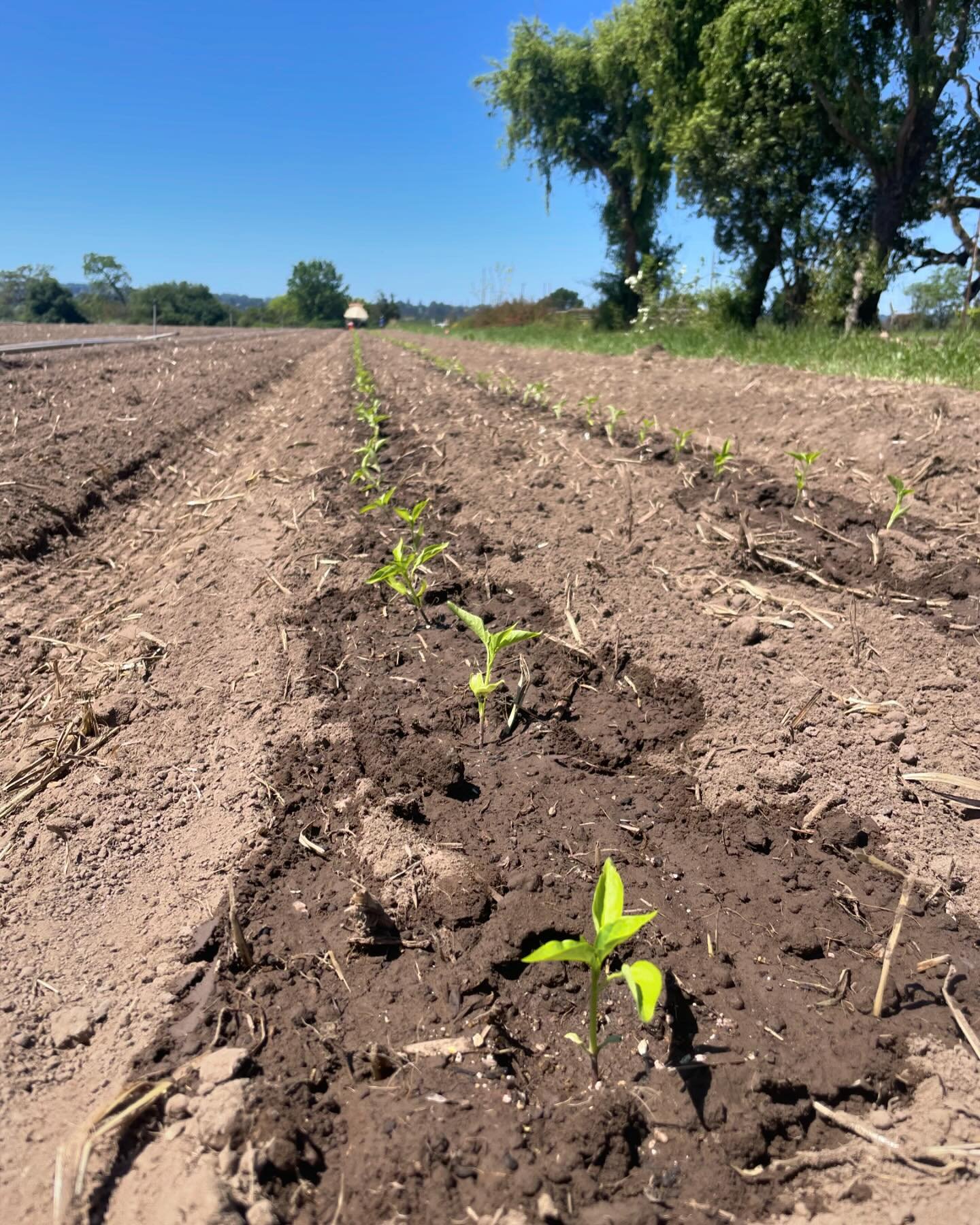🌶️🌶️First round of peppers going into the ground at @longertablefarm. Summer really is just around the corner!

#eatlocal #supportsmall #farmsforever #foodhub #doinitforthechildren #vivalacausa #feedcooperative #cooperative #cooperativelyowned #far