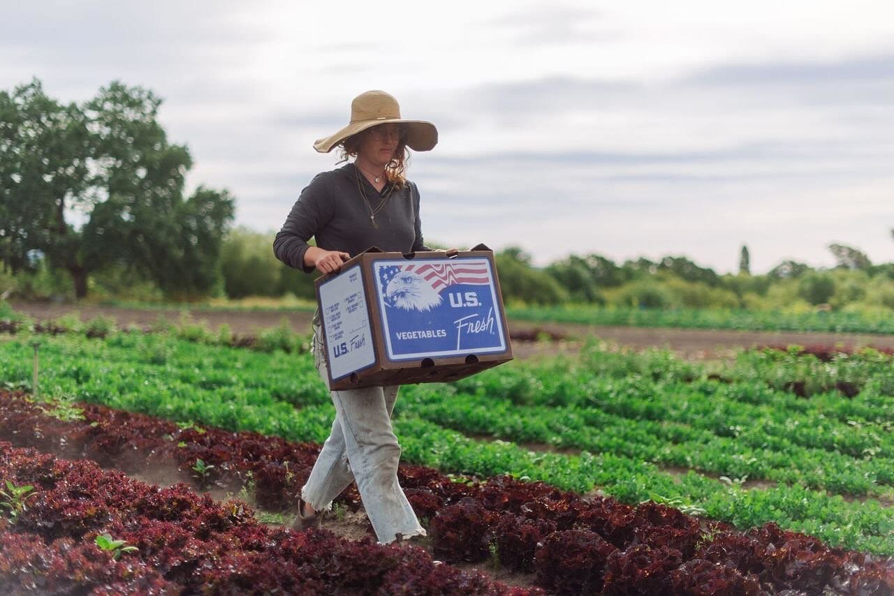 🥬 We have an abundance of butter lettuce and little gems available from @newfamilyfarm at the moment, as lettuce production ramps up on many of our local farms! We love the summer rush of lettuces and how they coincide perfectly with a desire for fr