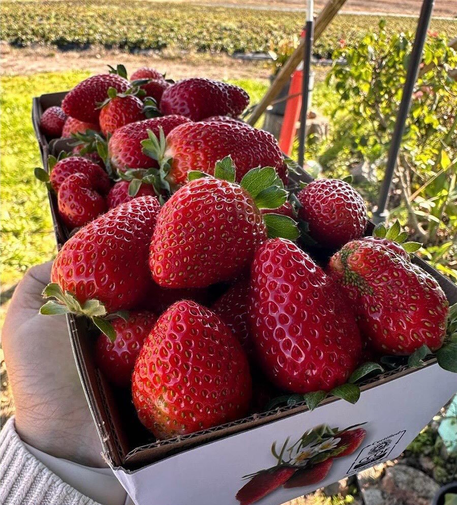 🍓🫐Strawberries from @stonypointstrawberryfarm and blueberries from @tdberries are available in the FEED Bin storefront! You can still add some to your order before 2pm today. Because there&rsquo;s no such thing as too many berries&hellip;