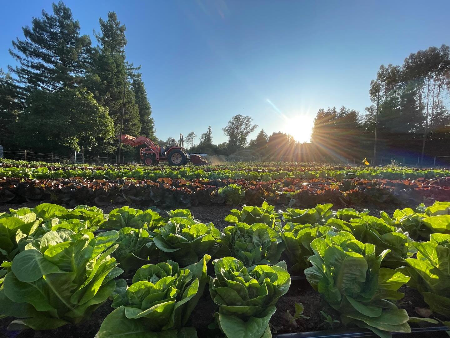 🥬We are in peak Little Gem season y&rsquo;all and your local growers went big this year because salads are the summer staple we all want &amp; need, but also gems might be the hottest salad green on the market. It&rsquo;s the crisp crunch that gets 