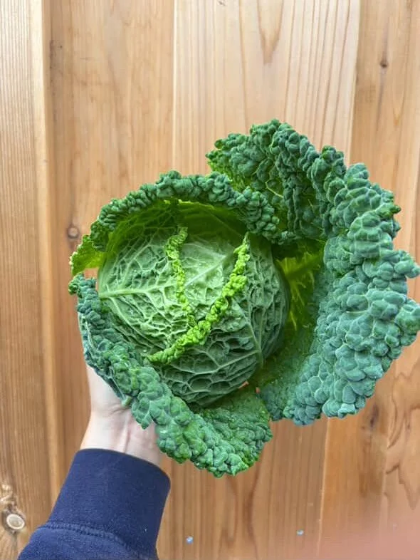 @frontporchfarmer has the art of fall produce dialed in! 🍁🥬🥕 Their listings right now are autumn at its finest and the flavors we crave this season. Sitting just outside of downtown Healdsburg, the farm is a mosaic of fruit and olive orchards, row