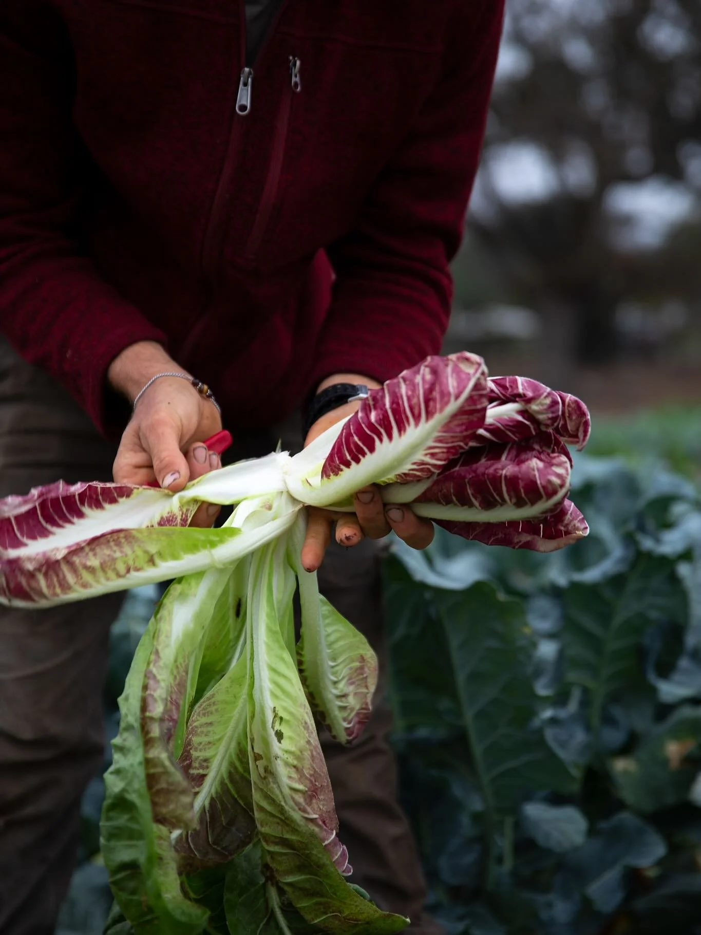 ✨💕🍂It’s Chicory Season! But what the heck you do with them?! Let’s chat, we’re here to help. 
First off, the chicory family includes radicchio, escarole, endives and puntarelle. They’re leafy, layered and often look like so