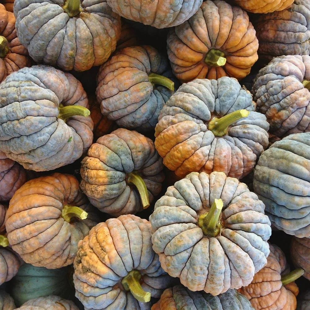 🧡🍁Winter Squash season is here and it’s like a big warm hug this autumn. 🤗 One of the coziest ingredients, winter squash is a fall staple and a hearty addition to your weekly meals. At FEED, we have tons of fun varieties from your classic de
