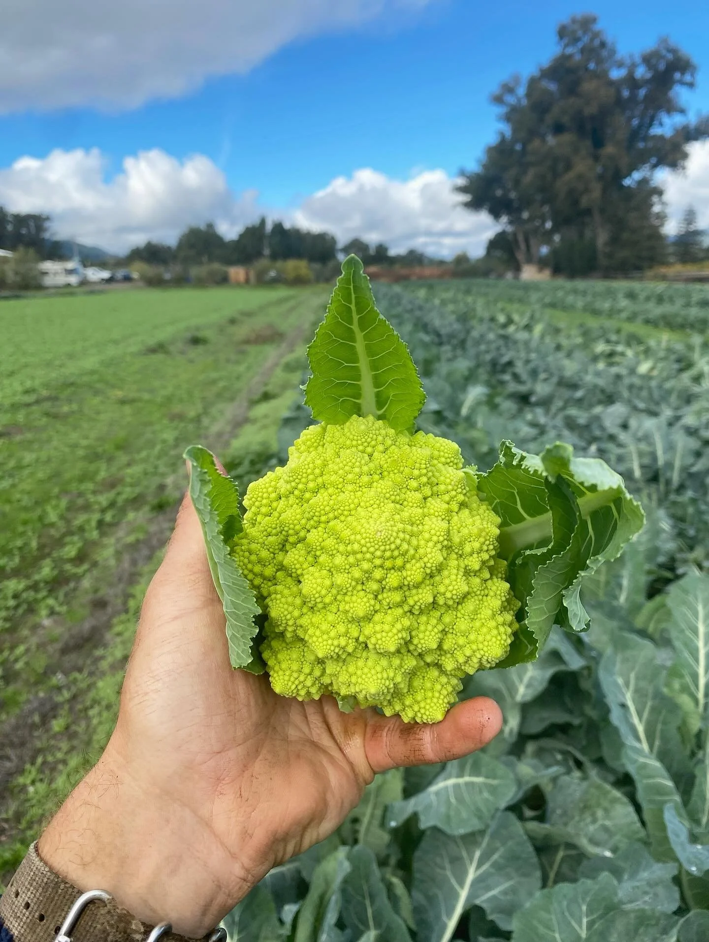 Still falling in love with fall produce over here 🧡 They&rsquo;re the perfect ingredients for cozy dishes and shareable meals this season. Here&rsquo;s a snapshot of some items coming in from local farms this past week:

Romanesco from Paul&rsquo;s 