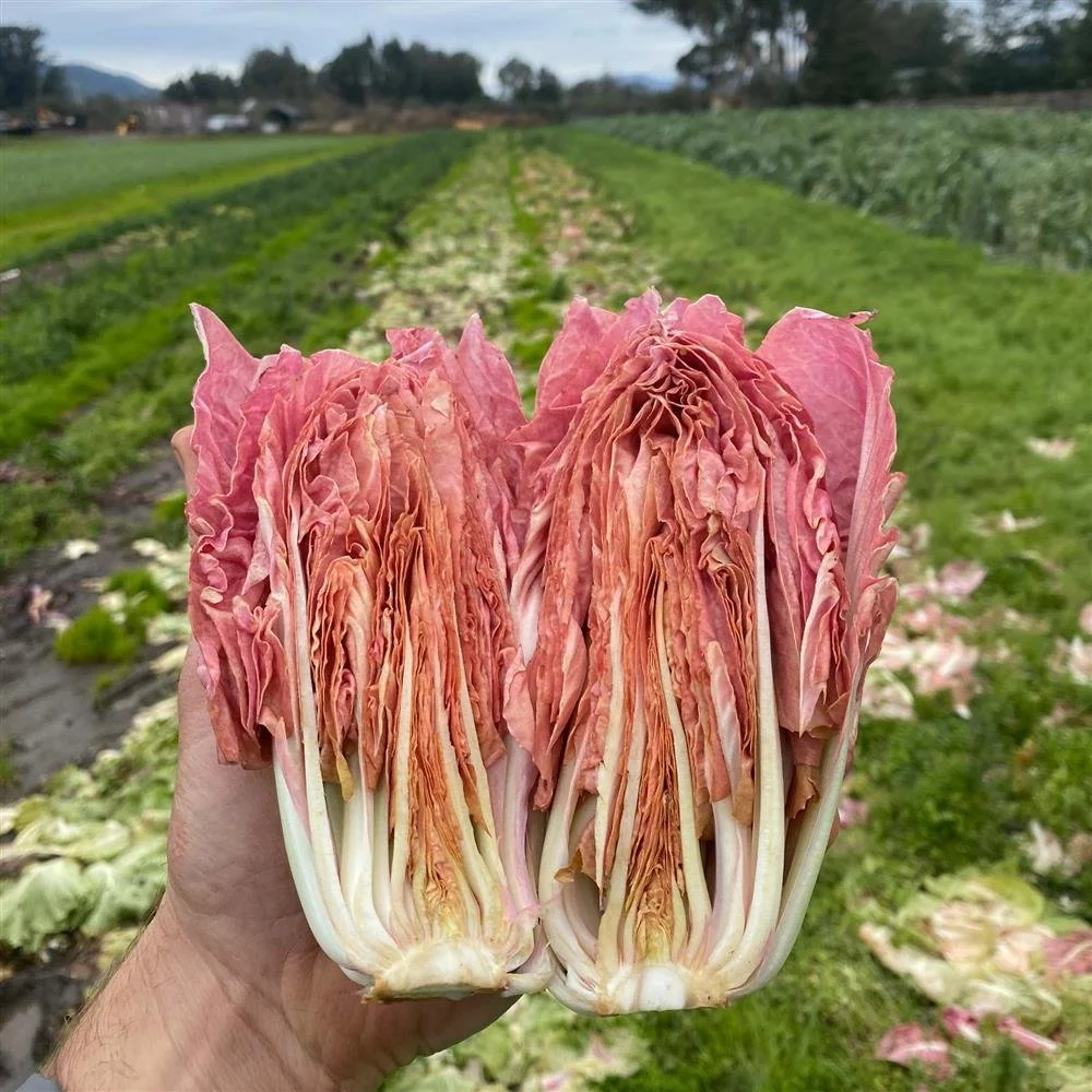 ⭐️ Seasonal Spotlight: Chicories! As we head into winter, chicories are a great veggie to get into and enjoy from local farms. Chicories are the family that includes radicchio, treviso, frisee, puntarelle and more. 

🥬 They're often bitter (to varyi