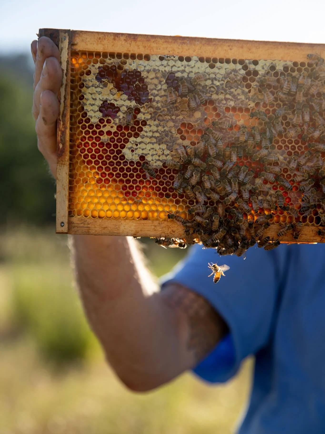 🍯 Gift some local honey from @kisstheflowerhoneyco this holiday season! Kiss the Flower Honey Co. is on a mission to bring you the purest, most nourishing honey, while supporting sustainable beekeeping practices worldwide.⁠ Their honeys and other be