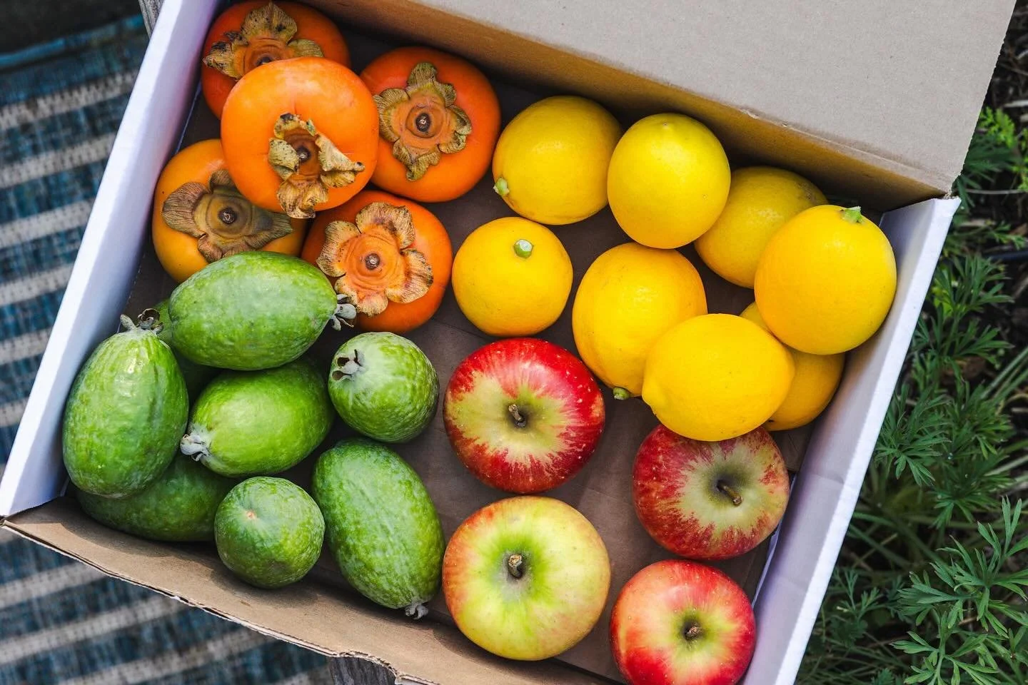 Winter Fruit Boxes! 🍋🍊🍏 We have some absolutely stunning Winter Fruit Bins to brighten the cooler, darker days. They&rsquo;re full of apples, persimmons, citrus, kiwis and more from local farms. You can order one today by 2pm to pick up or have de