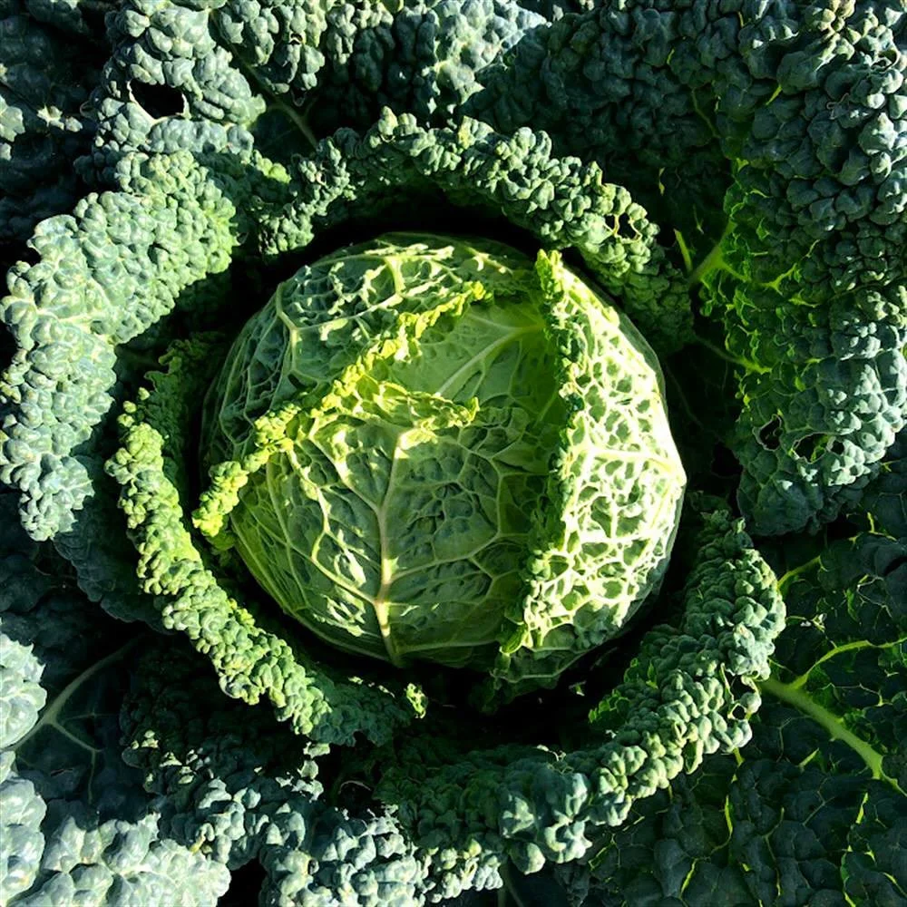 🥬🍋 Find local winter produce in the FEED storefront this month! What better way to start the new year off right than by eating well and supporting local businesses?! Whether you&rsquo;re buying for your restaurant and want to wow your guests with g