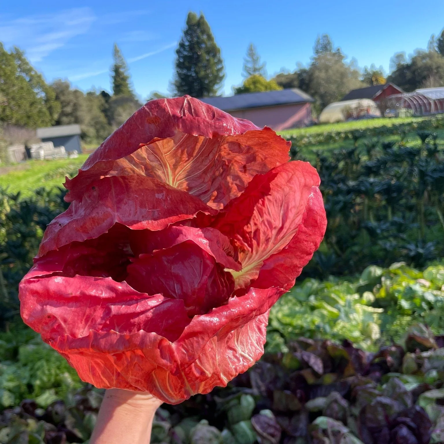 Love is in the air during Chicory Season 💕 Should we start giving these rosy beauties to our loved ones instead of roses on Valentine's Day?! They are in season, after all and fit the color palette. This pretty haul from the field is brought to you 