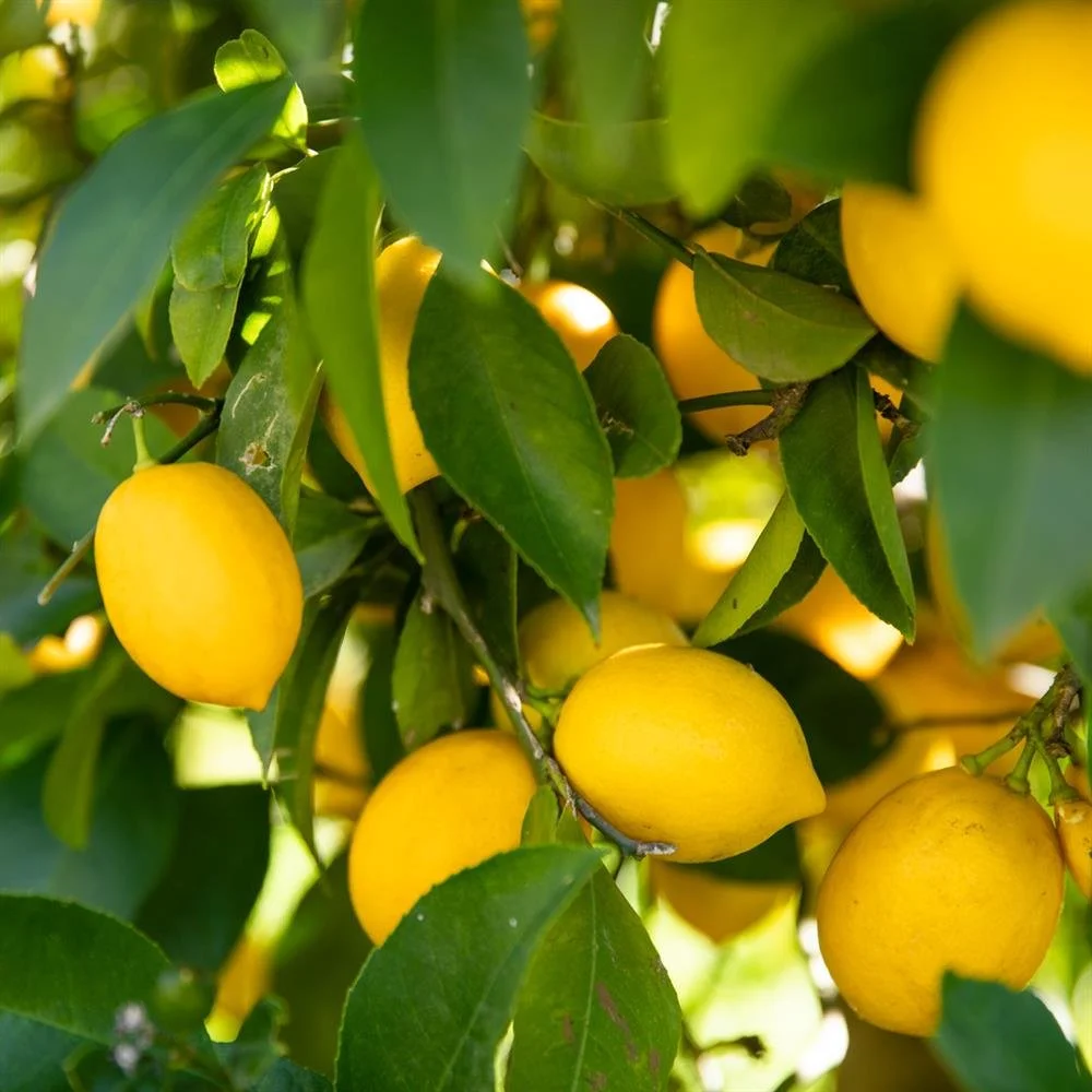 🍋 Beautiful Meyer Lemons are abundant this week from DMS Ranch and Russian River Organics. Meyer lemons are harder to find year round, but a special treat when they're in season. They are sweeter and less acidic than a traditional lemon, with a flor