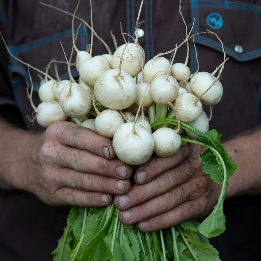 ✨ Seasonal Spotlight: Hakurei Turnips! These lovely little globes are a delight, with their juicy crunch and mild flavor. Not commonly found in the grocery store, they're one of the special treats of buying straight from local farms. 

💚 If you aren