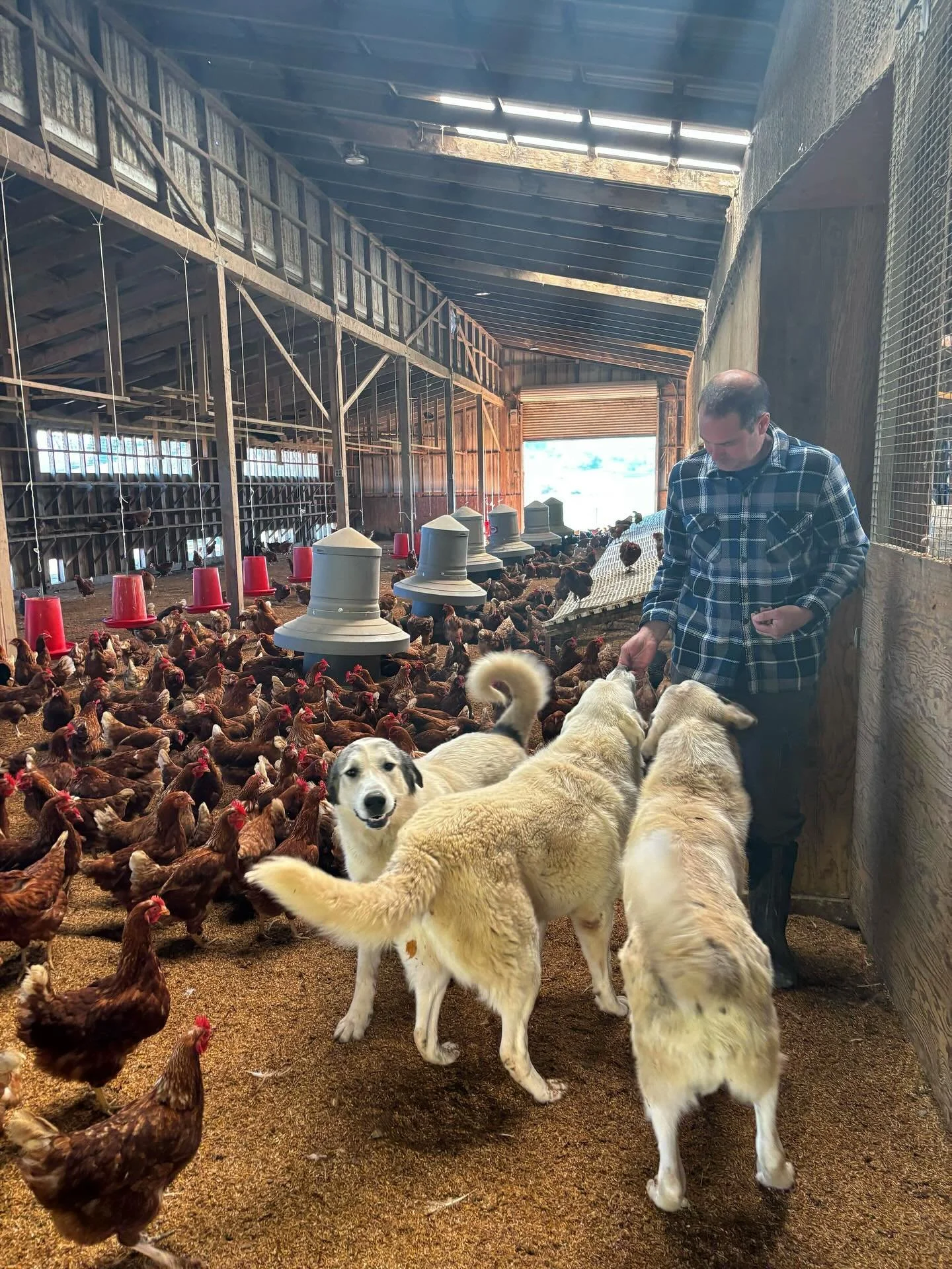We had a great recent visit to Coastal Hill Farm, where rolling green hills and bright blue skies greet you as you pull into this small chicken egg operation, established in 2011 with Bobby Foehr at the helm. The farm sits in west Petaluma, which is 