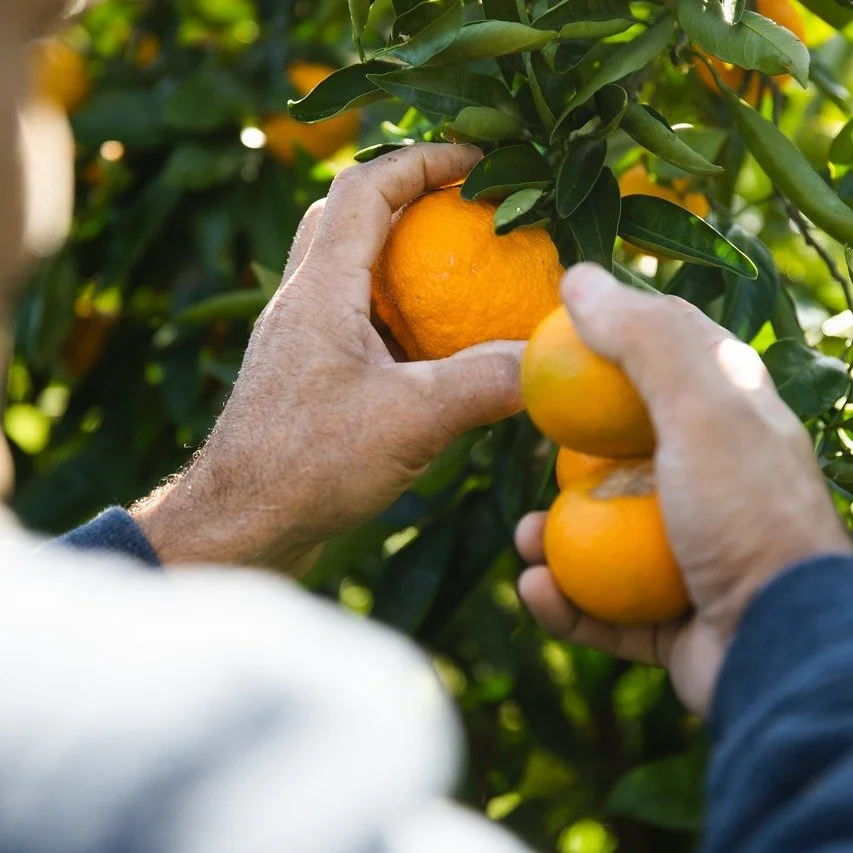 🍊🍋 Citrus Season is here ✨ Juicy, bright, sweet and sour, citrus is edible sunshine in the winter. And the citrus coming from the local &amp; regional farms we work with is some of the best around. 

We've had navel oranges, satsumas, clementines, 