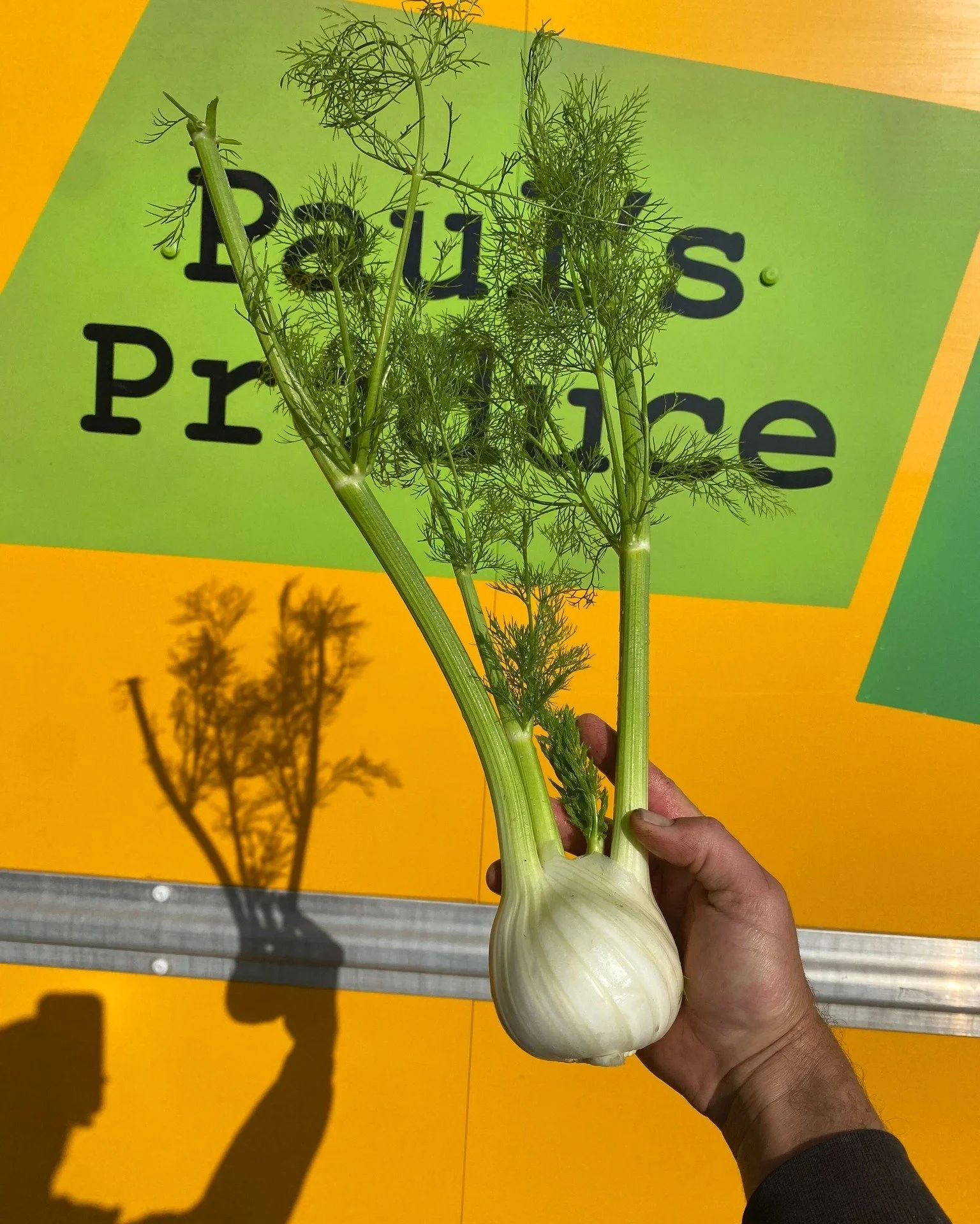 Warm January weather means happy fennel! ☀️🌿 We have lots of this lovely fennel from Paul's Produce available this weekend for wholesale customers. A quintessential cool weather ingredient, fennel makes a happy couple with citrus, the star of winter