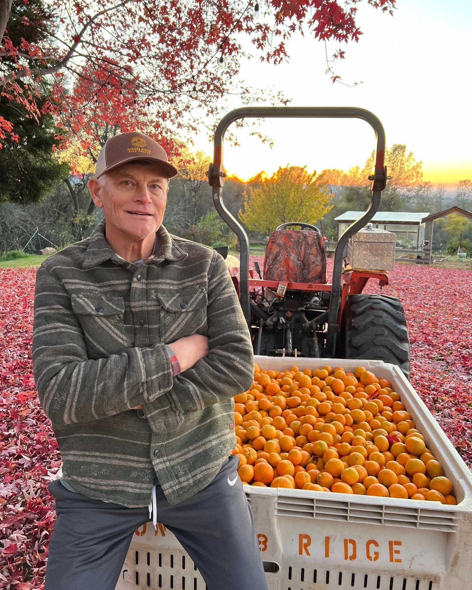 🍊 We're excited to be working with @sunsetridgefinefruits  here at @feed_cooperative, to bring their beautiful Tango Mandarins to our Wholesale &amp; FEED Bin customers this season! Tango Mandarins are rich-flavored, easy-to-peel, seedless and juicy