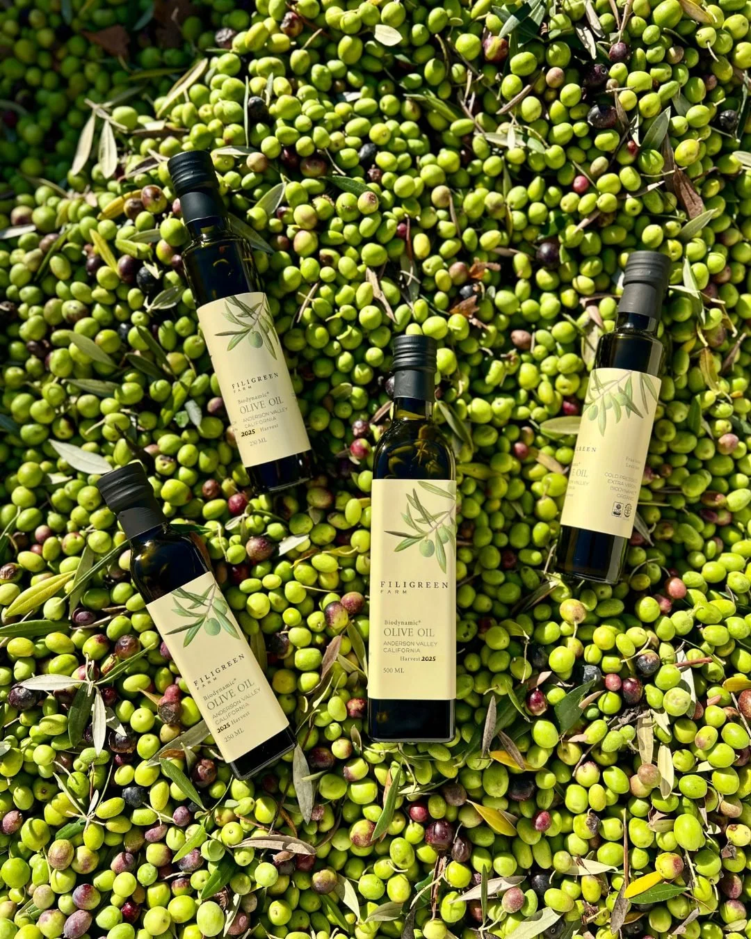 Filigreen Farm&rsquo;s Olio Nuovo is truly special and unique ✨🫒. Its name means &ldquo;new oil,&rdquo; because it is the first olive oil of the season, valued for its medicinal qualities and bold, vibrant flavor.

This Organic &amp; Biodynamic oil 