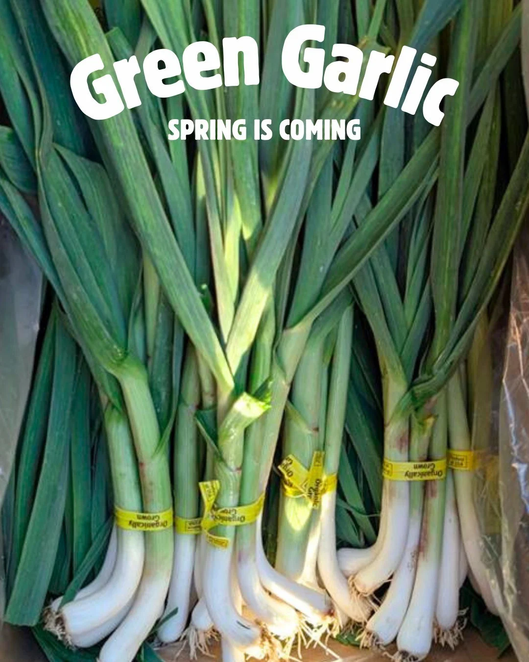 When Green Garlic 🧄🌱 starts to pop up, we know spring is just around the corner! Its vibrant, fresh flavor and bright green hue instantly transport us into the season ahead and give us butterflies in anticipation of the gorgeous spring flavors on t