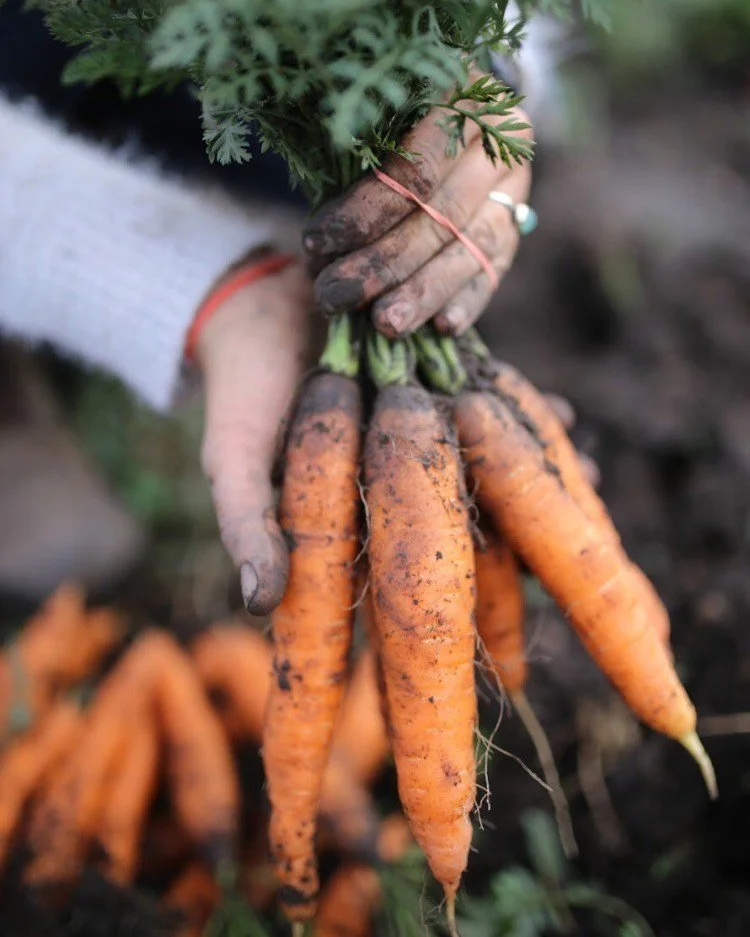 Rooted in flavor 🥕 Winter root veggies are just the thing to enjoy this time of year. These buried treasures elevate a dish with their earthy sweetness and the way they caramelize to perfection. They're the perfect late winter ingredient and we have