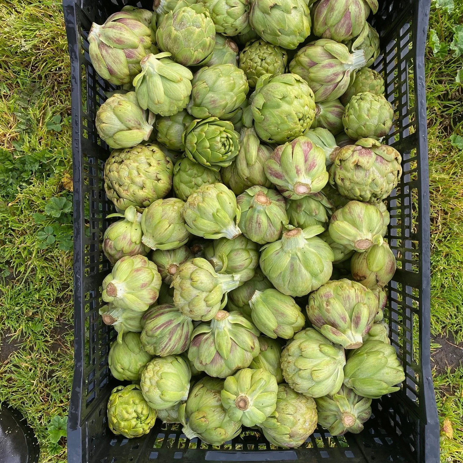Artichokes are here, with the first round coming in from Paul's Produce in Sonoma! They're surely a sign of spring on the horizon and this lovely crop is available now for our wholesale customers. Add some spring flavor to your menu or wow your custo