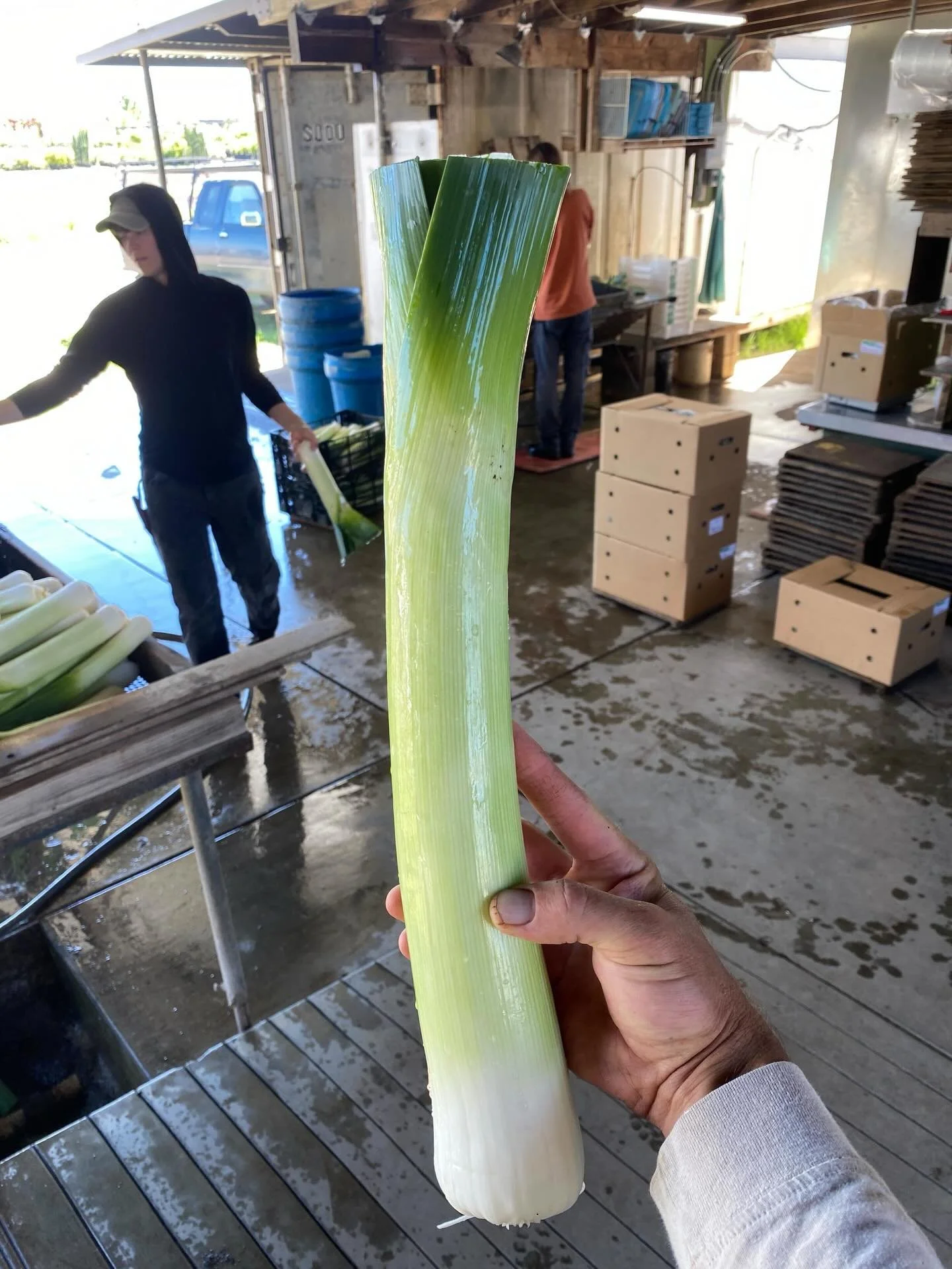 The Leek&rsquo;s Journey: From life on a local farm to winning over chefs in the city! 

Sounds like a great kids book, but it&rsquo;s just another day in the life at FEED! Our local farms are growing the highest quality food around and our team is c