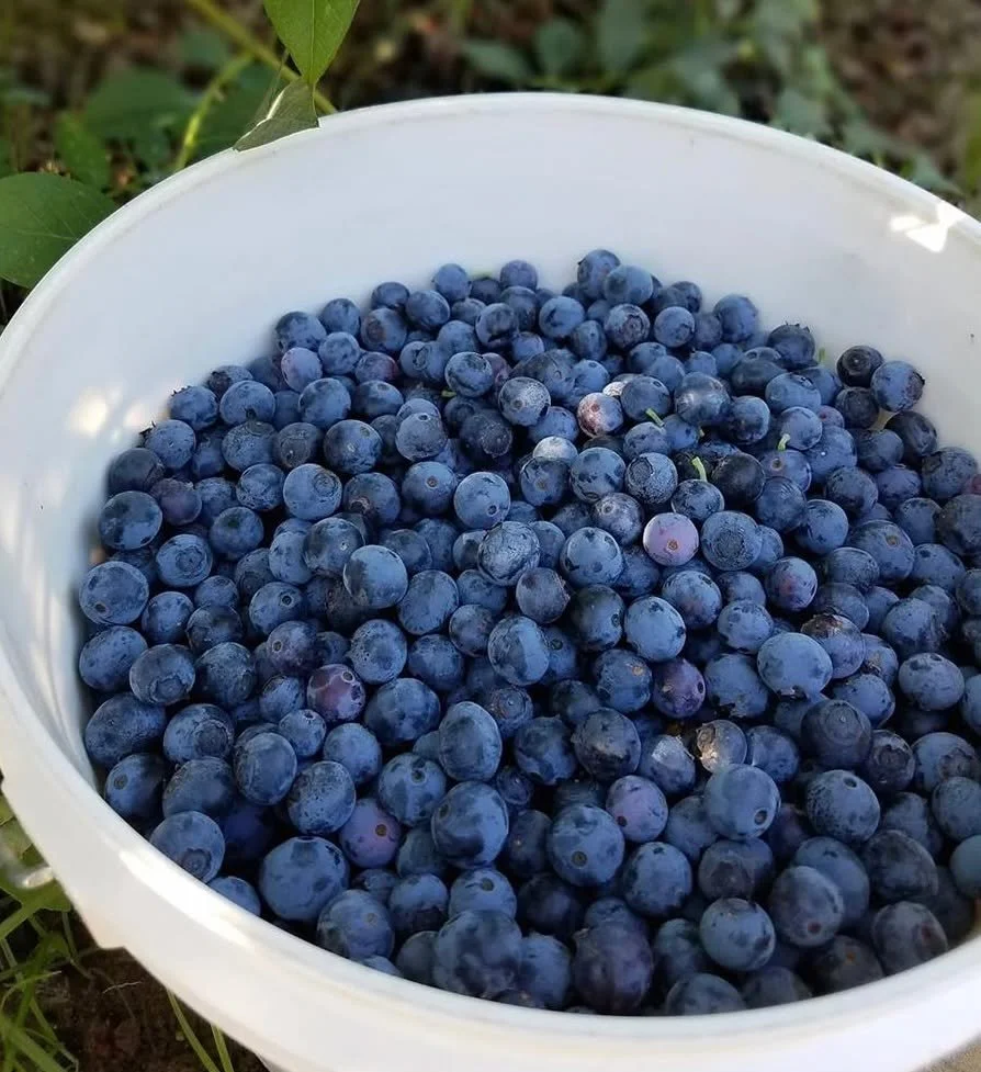 🫐 Blueberries from @tdberries are here! 🫐 Triple Delight Blueberries are bursting with flavor, deliciously sweet and perfectly juicy. Their organic berries are hand-picked at peak ripeness on their family farm in Fresno County. We're so excited to 