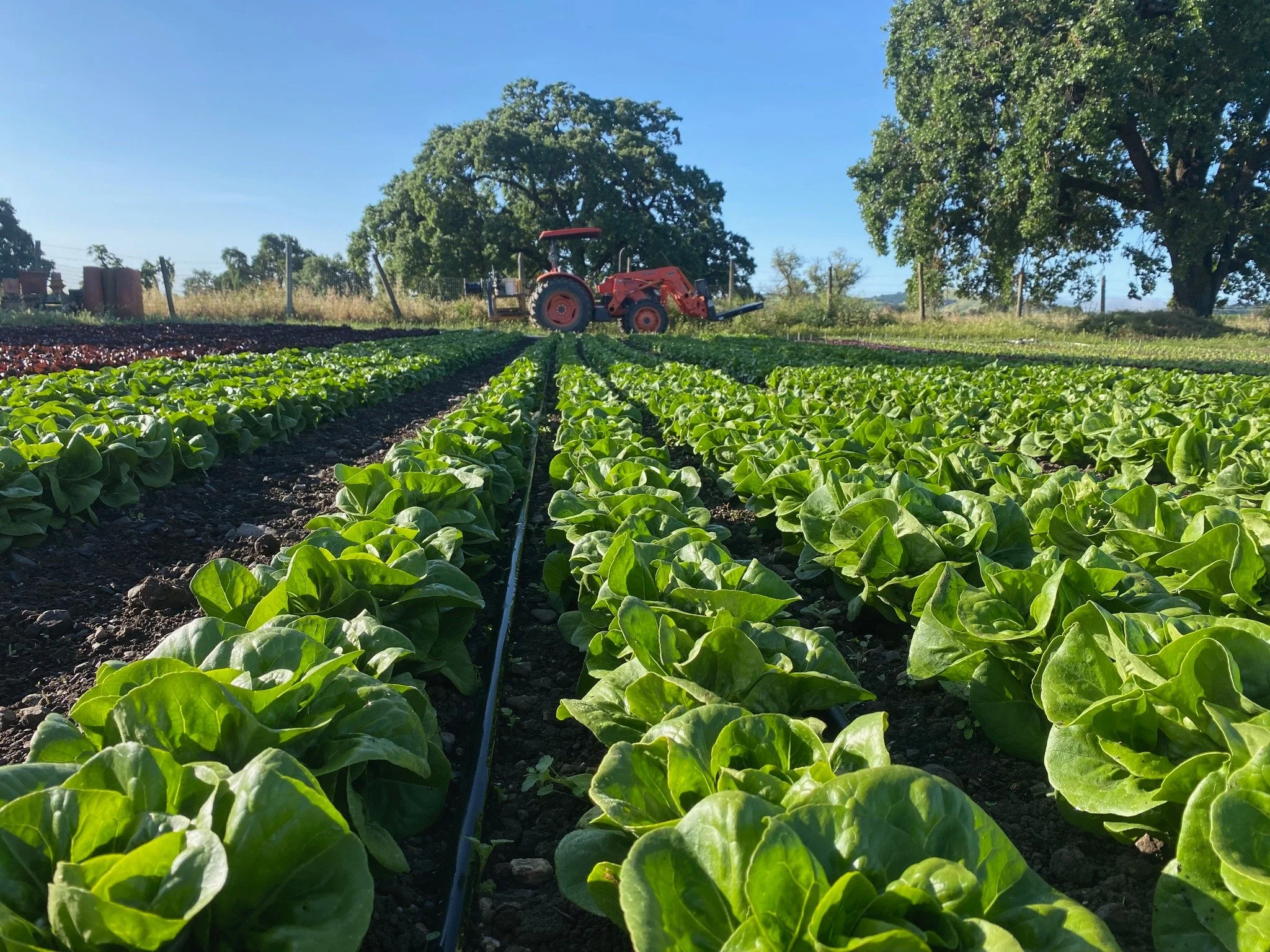 Local Little Gem Season is kicking off and these Precious 💎 Gems are a key crop for FEED's cooperative farms! Rows and rows of these crunchy, yet sweet and tender, little lettuces can be found across local farms like Paul's Produce, in Sonoma (pictu