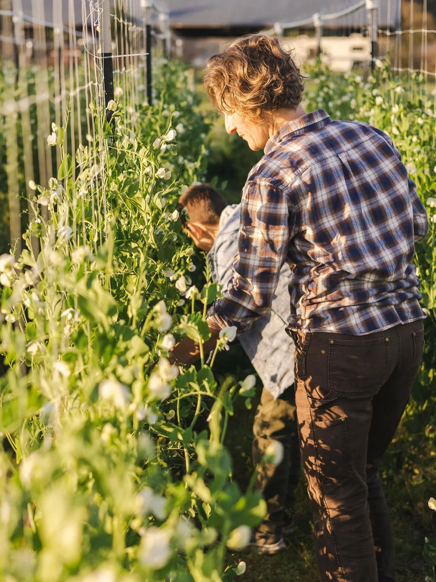 Happy Mother&rsquo;s Day! ✨ So many amazing mothers in our cooperative and community - we hope you all have a wonderful day! 

📸 @photosbykelseyjoy @coyotefamilyfarm