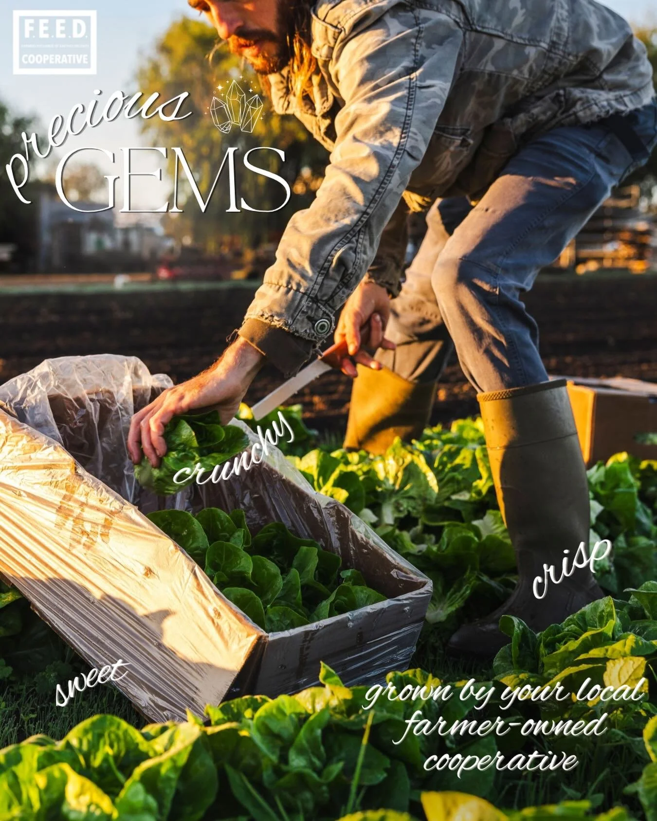 🥬 Local Little Gem season is kicking off! It&rsquo;s time to stock up on these Precious 💎Gems. We&rsquo;re crushing on these crunchy, sweet, and tender lettuces, that are a fan favorite both for our farms and customers! 

Little Gems are a keystone