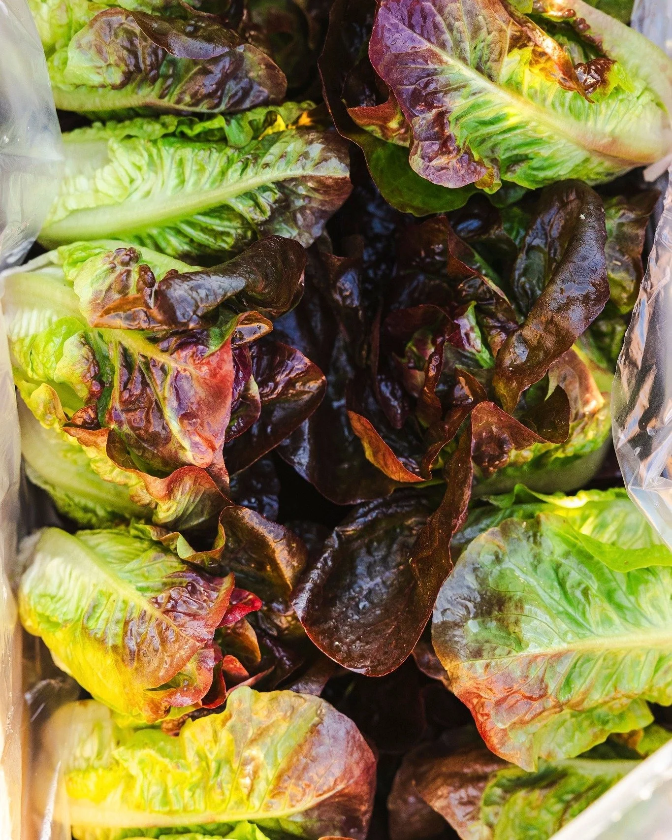 Little Gem lettuces are rockin right now and we will be stocked all summer long from our local farms.  Lucy, our Purchasing Manager, said it best in our weekly newsletter:
"Mid-May marks the beginning of little gem season for our North Bay FEED 
