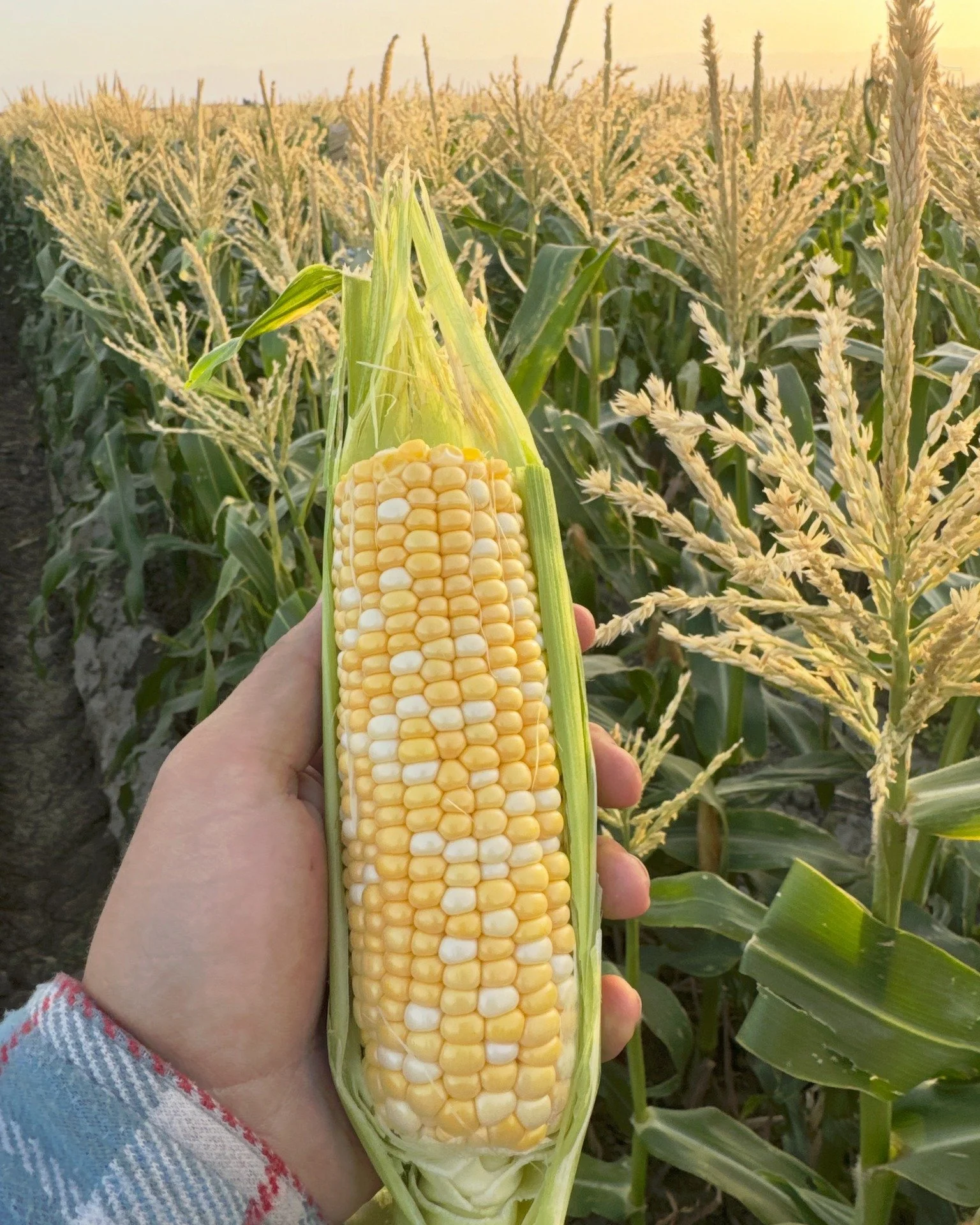 ☀️Feels like Summer here at FEED! We're rolling into the last stretch of spring and feeling extra excited about our fruit &amp; veggie lineup right now!
🍓🍑🌽🥬🫐
A few wholesale highlights for your weekend orders:
Bicolor corn from County Line Harv