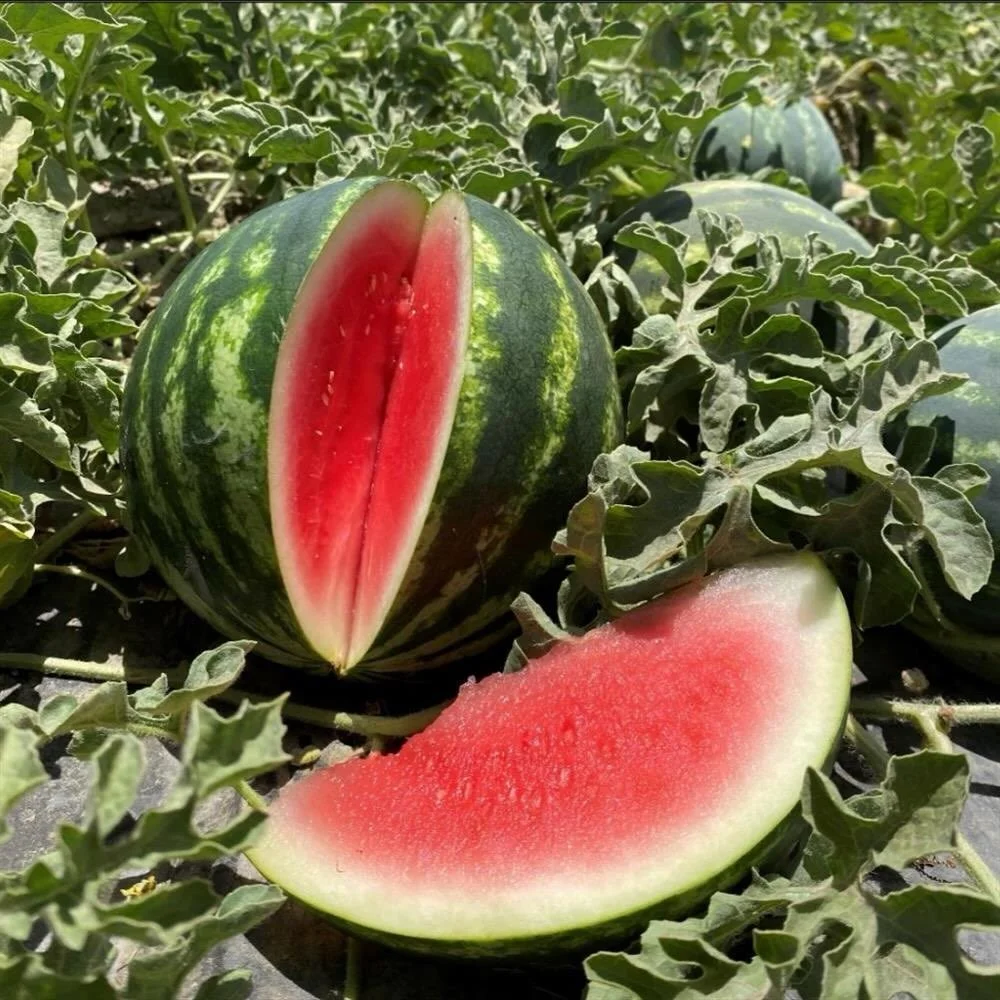 🍉 Watermelons are here from County Line Harvest and now it really feels like summer! And because we love variety, there&rsquo;s not just one type of watermelon to choose from, but 5!

🍉Red Icebox - sweet as candy 

🍉Red Icebox with Gold Skin - gol