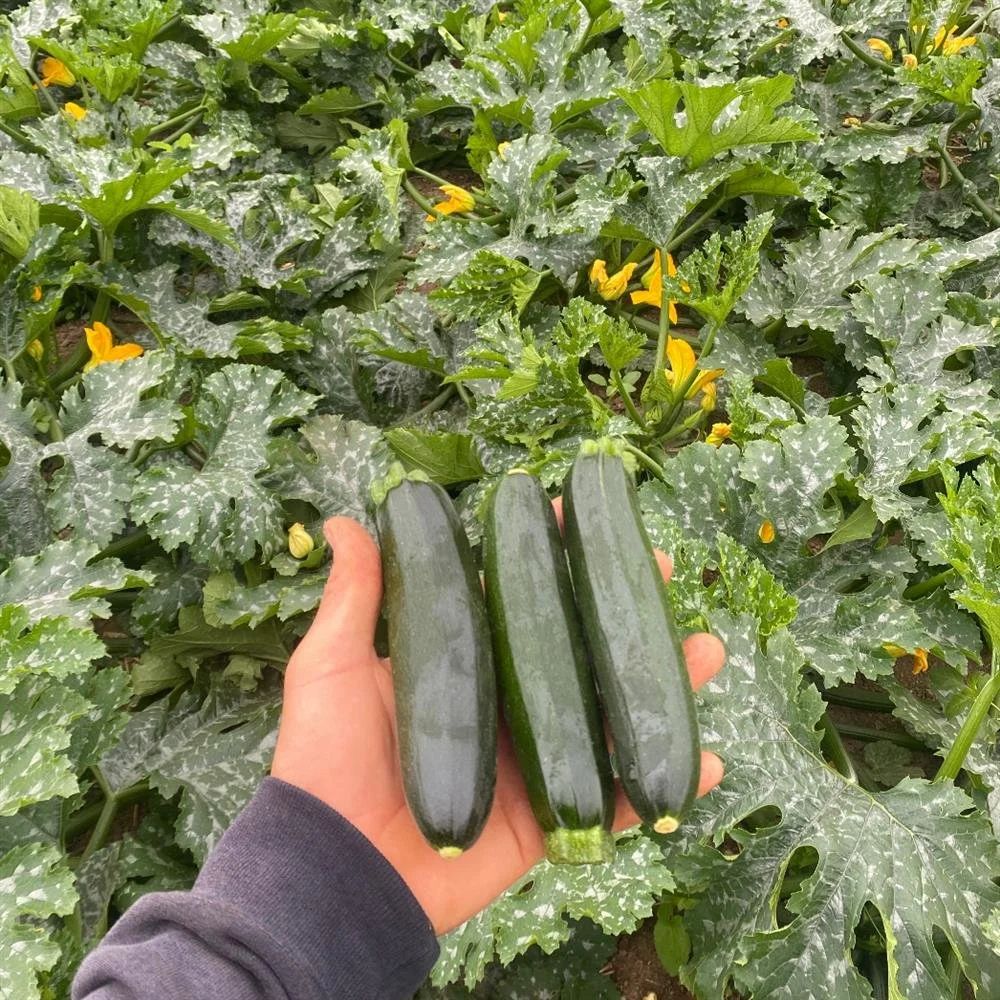 Local Summer Squash is in! In this week's edition of "Where'd that Veggie Go," these lovely squashes from @tookeyfarms are headed for @oliversmarket, @goodearthnatural, @central_marketpetaluma and getting packed into the Tues/Weds FEED Bins