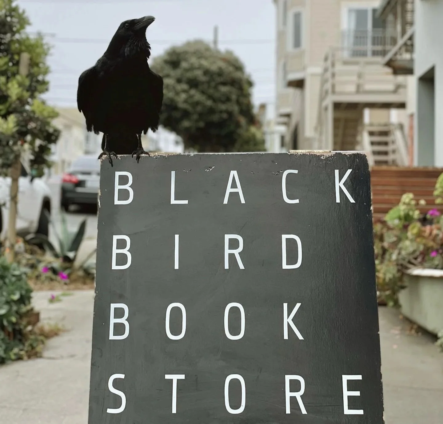 Black bird sitting on a sign that says 'Black Bird Book Store' in an outdoor urban setting.