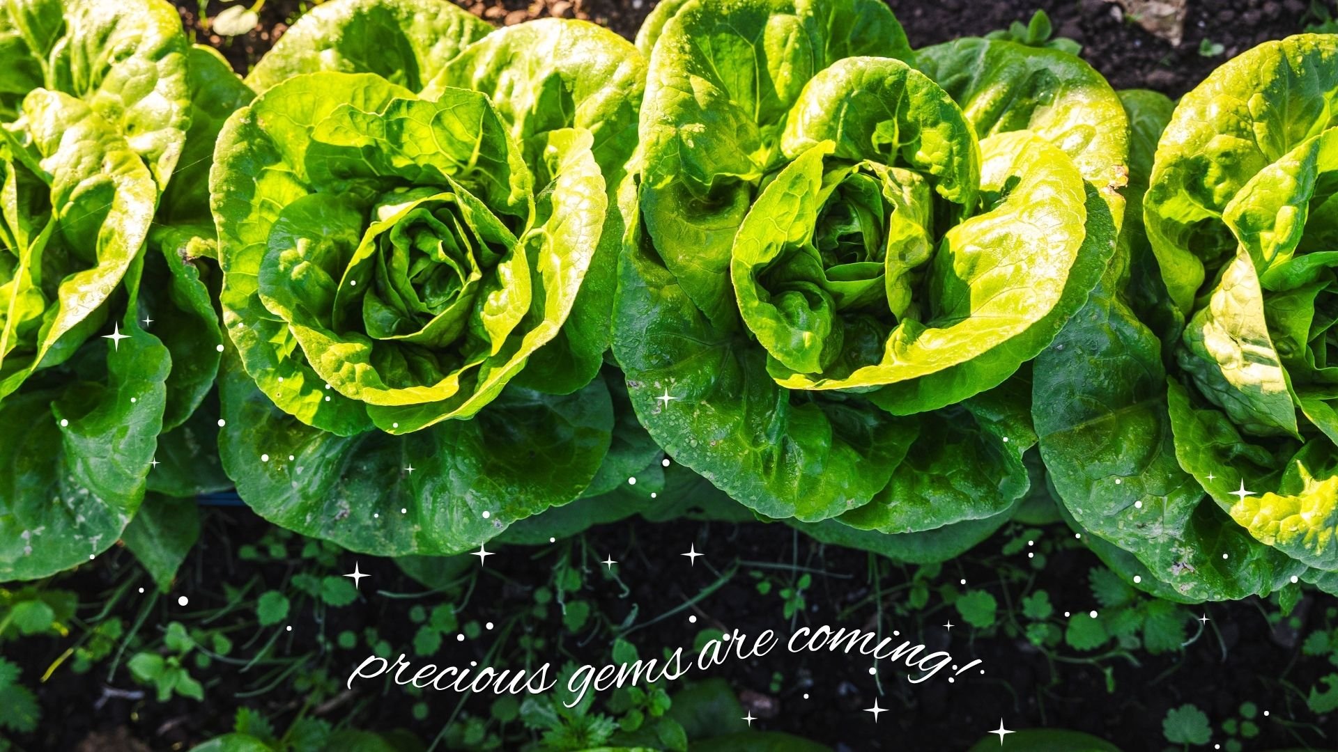 precious gems (1).jpg