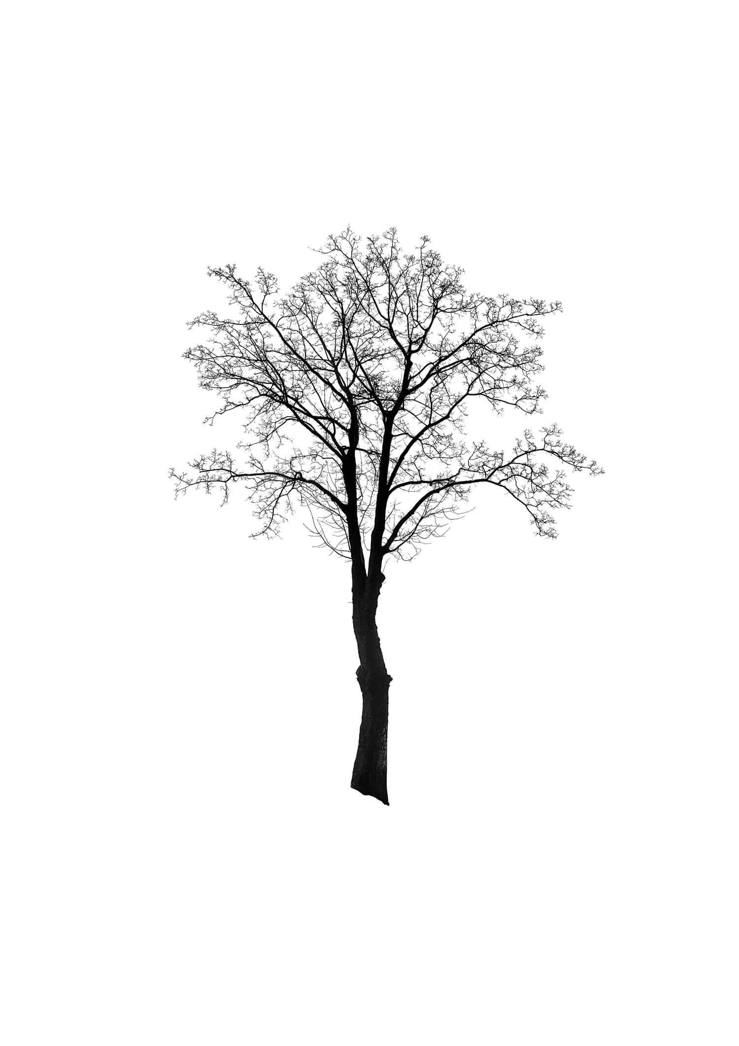 TREE 16 (LOCUST TREE)