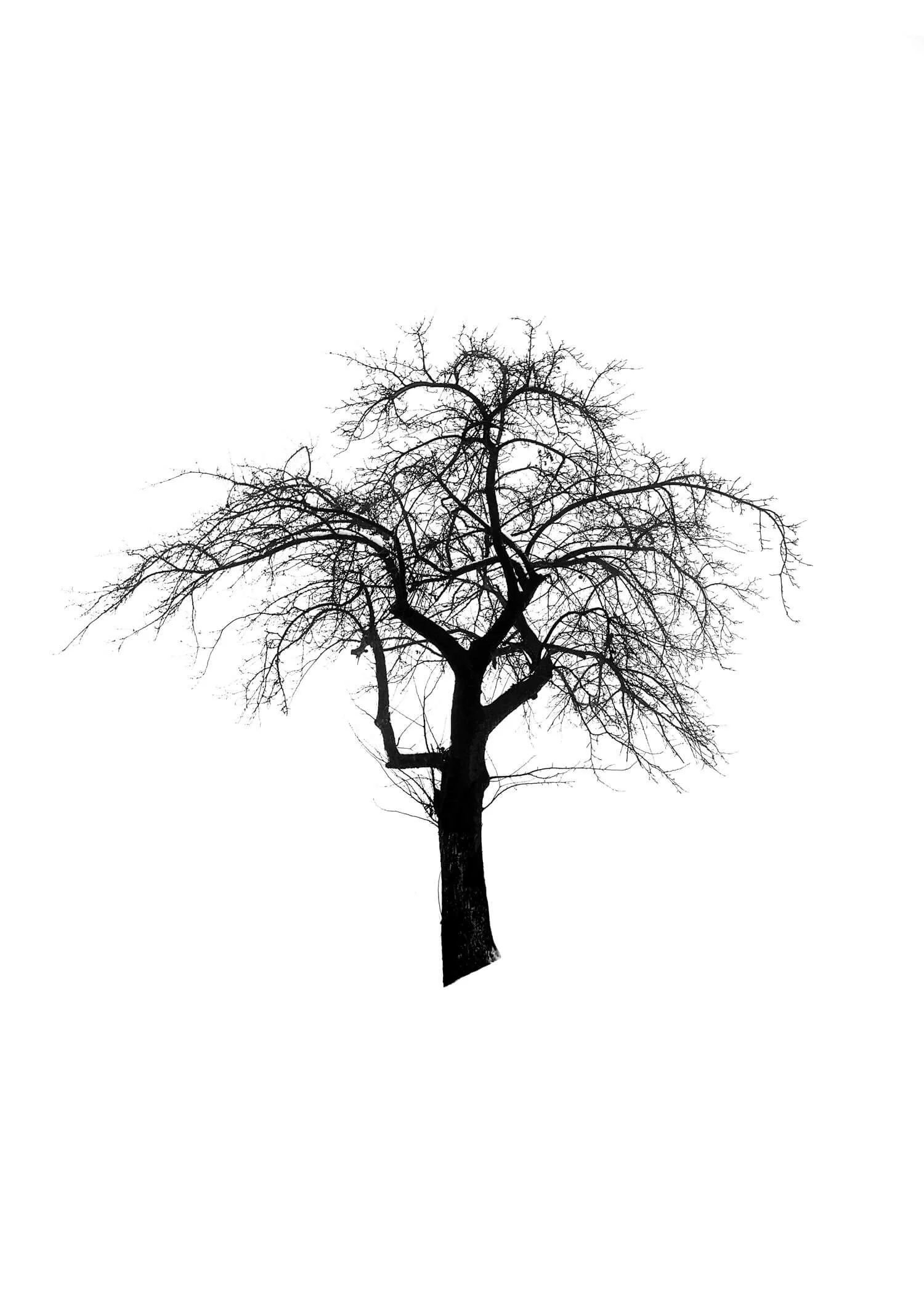 TREE 17 (APPLE TREE)