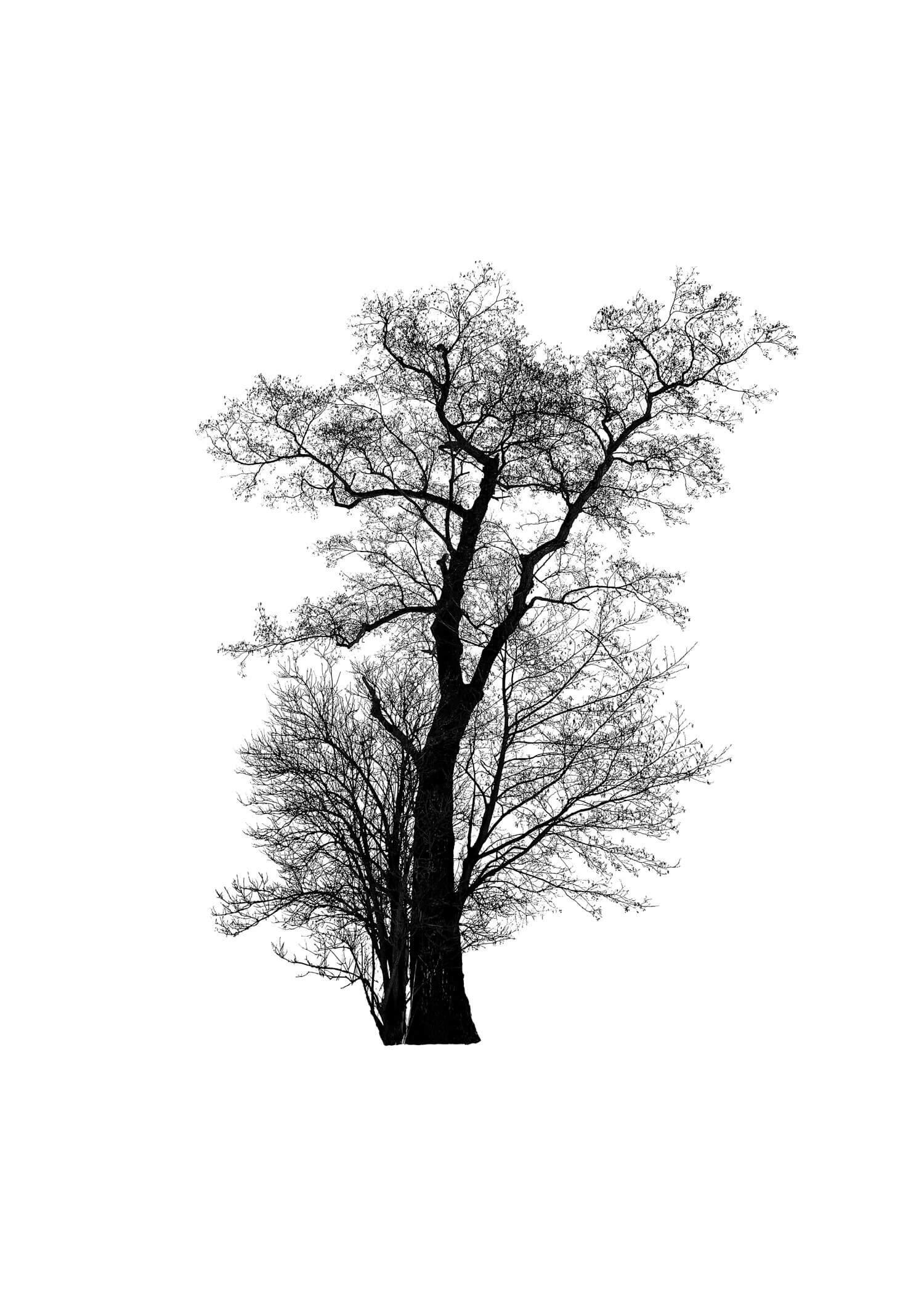 TREE 19 (ALDER TREE)