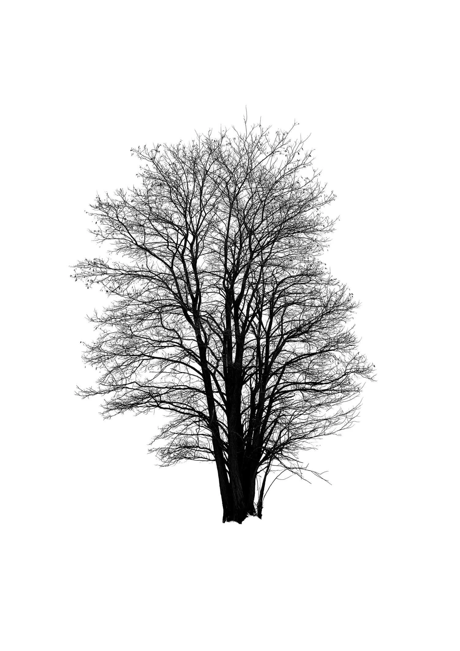 TREE 20 (MAPLE TREE)