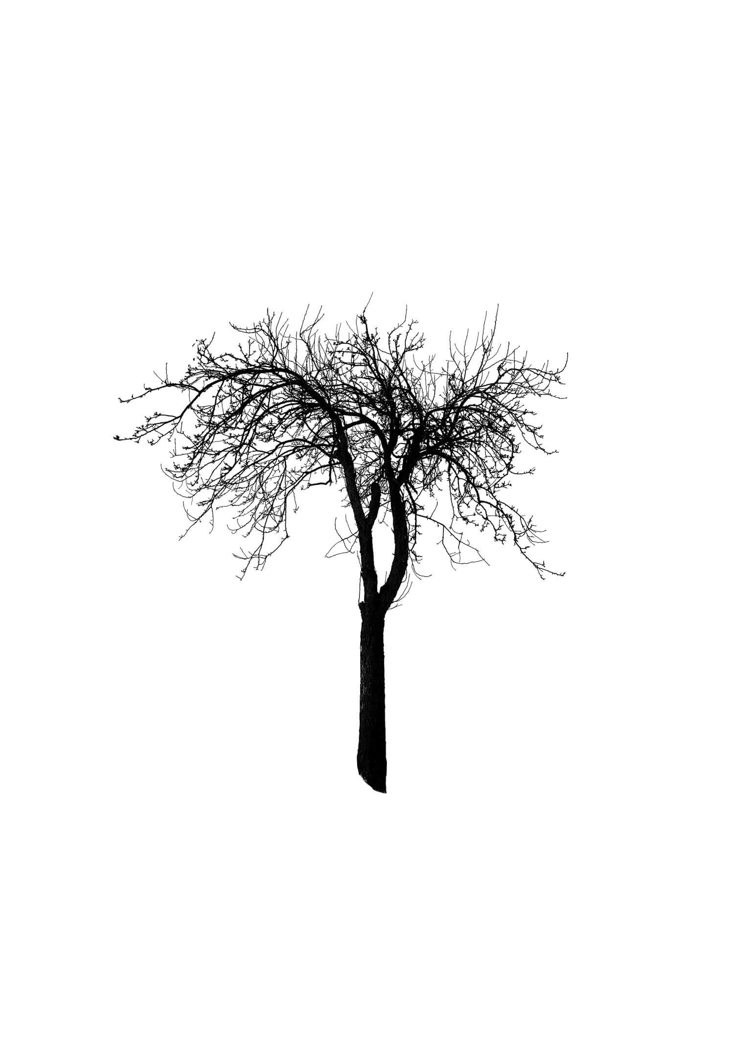 TREE 21 (APPLE TREE)