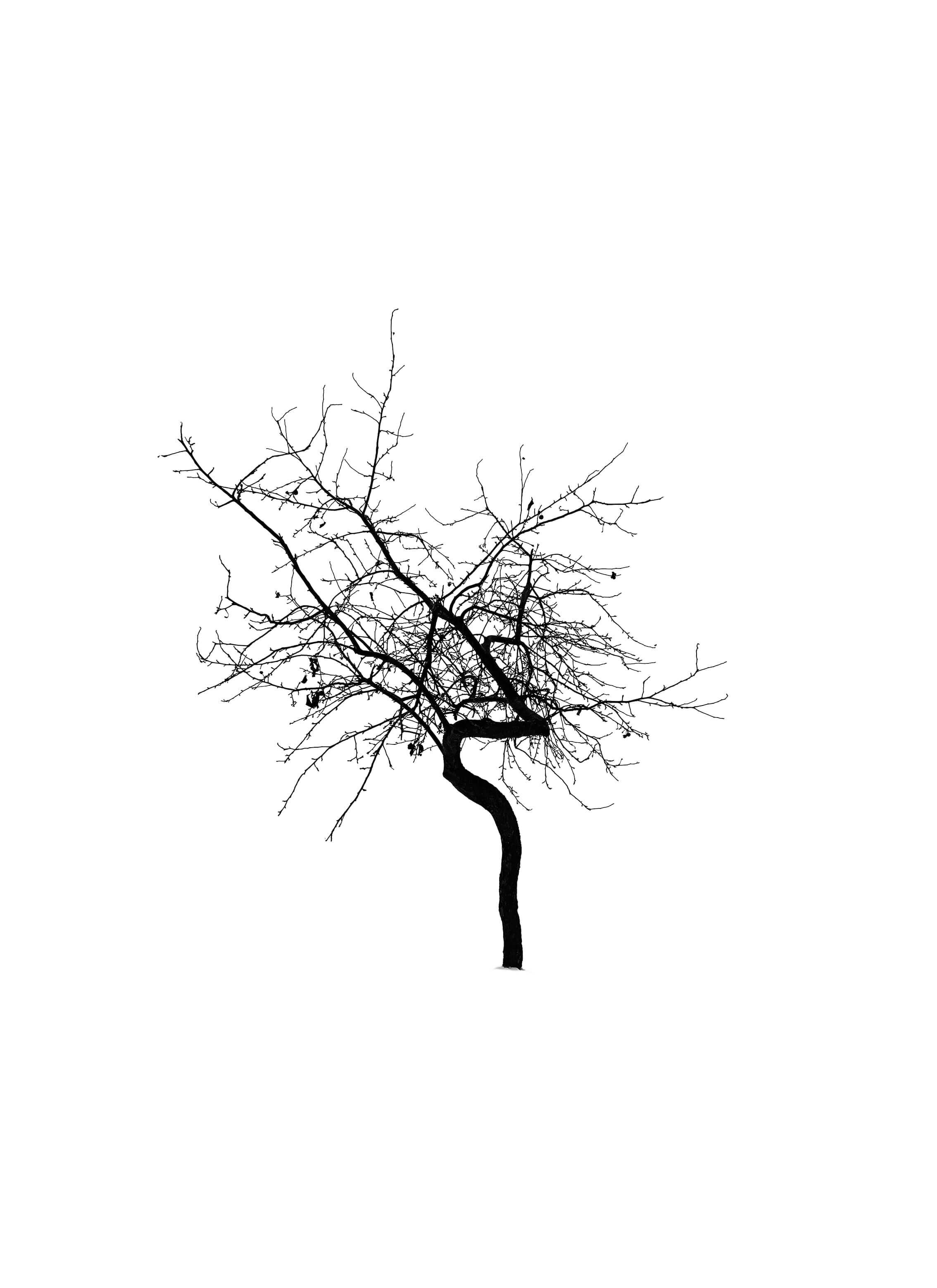 tree-27-apple-tree_unframed.jpg
