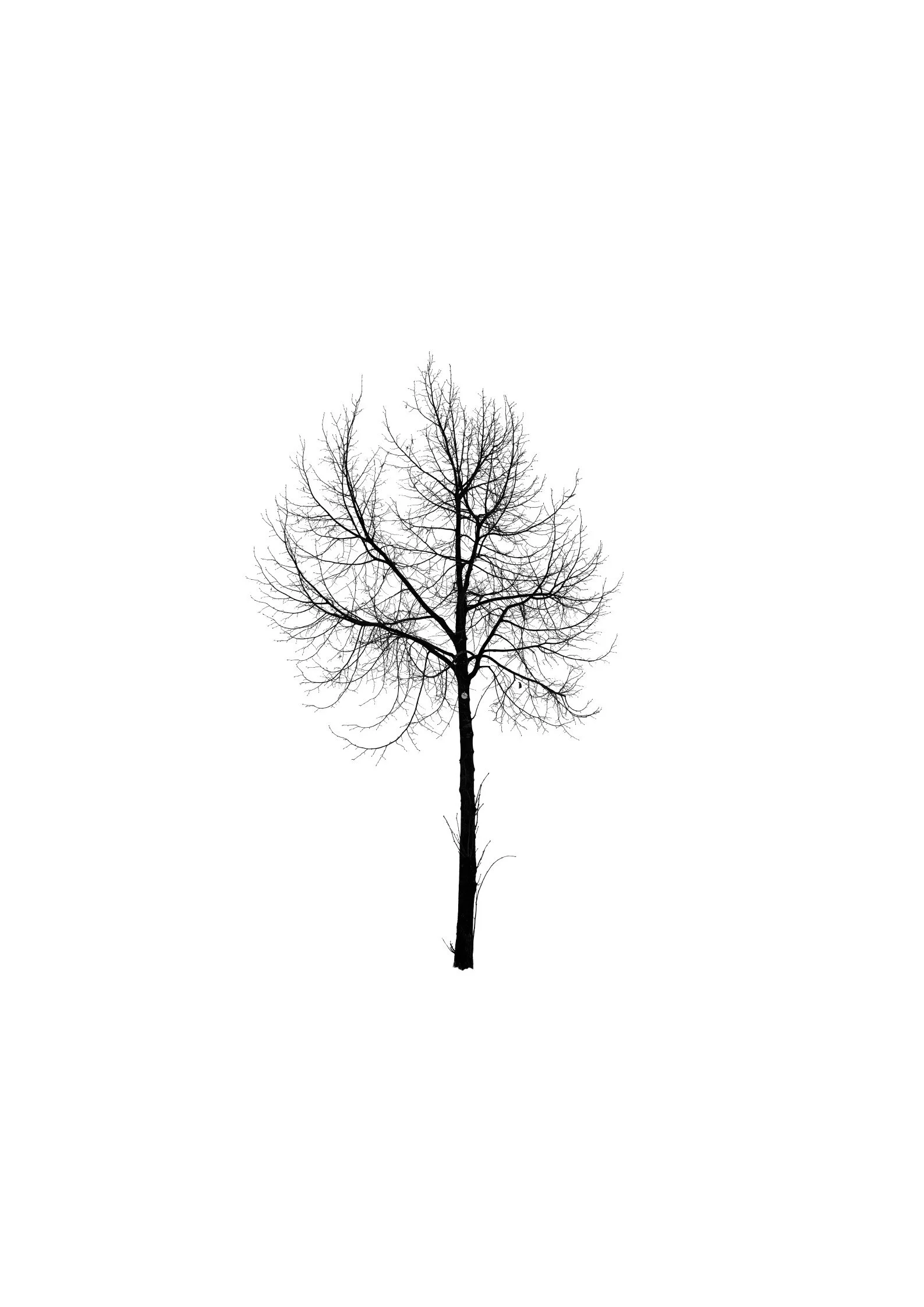 Tree 40 (LINDEN TREE)