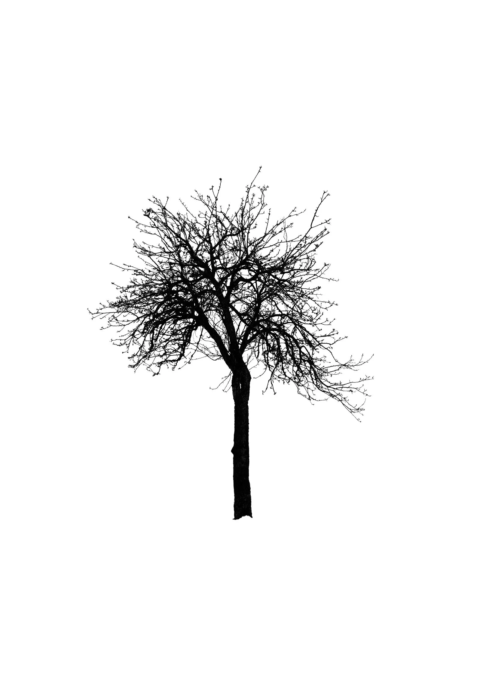 Tree 42 (APPLE TREE)