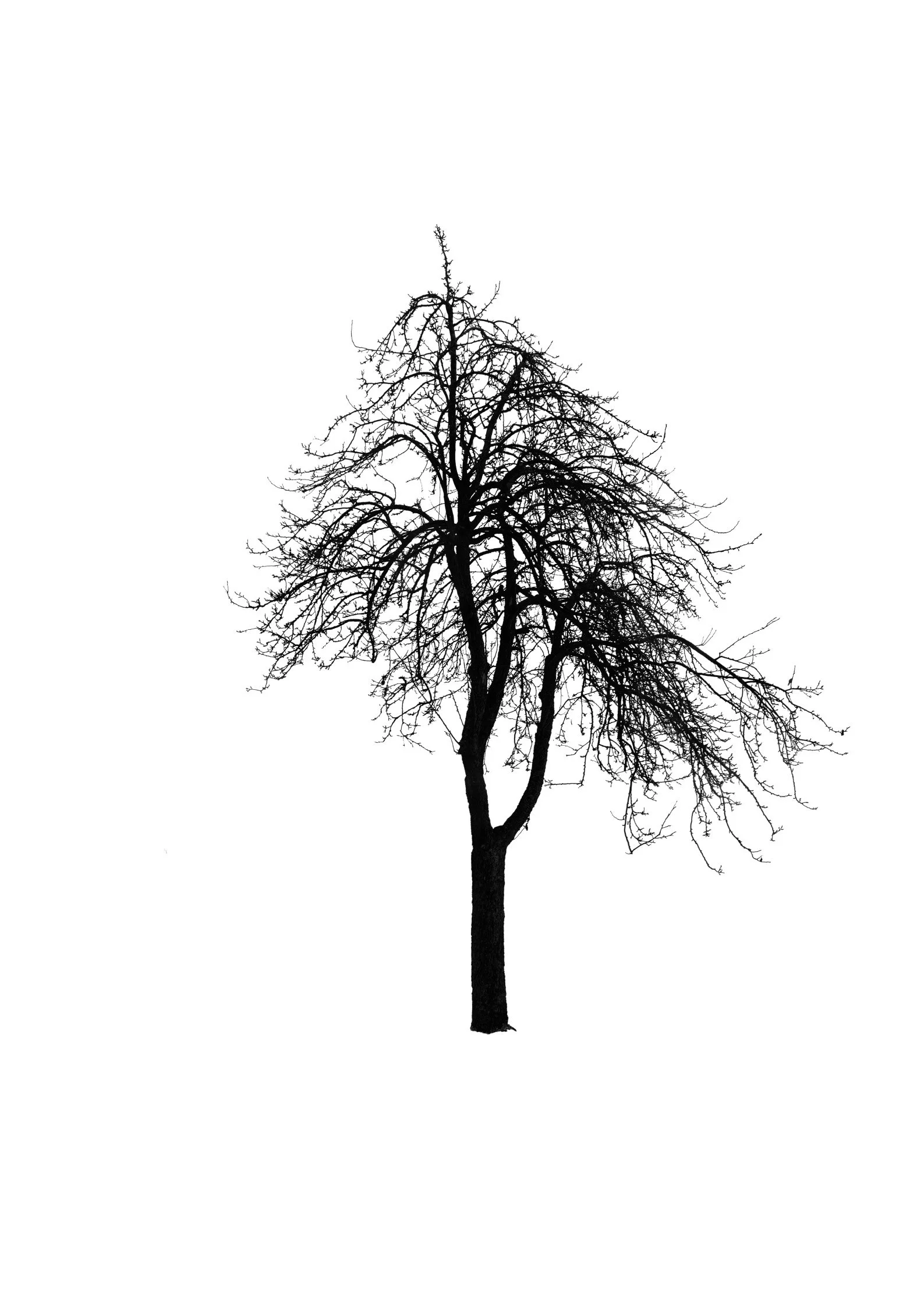 Tree 44 (PEAR TREE)