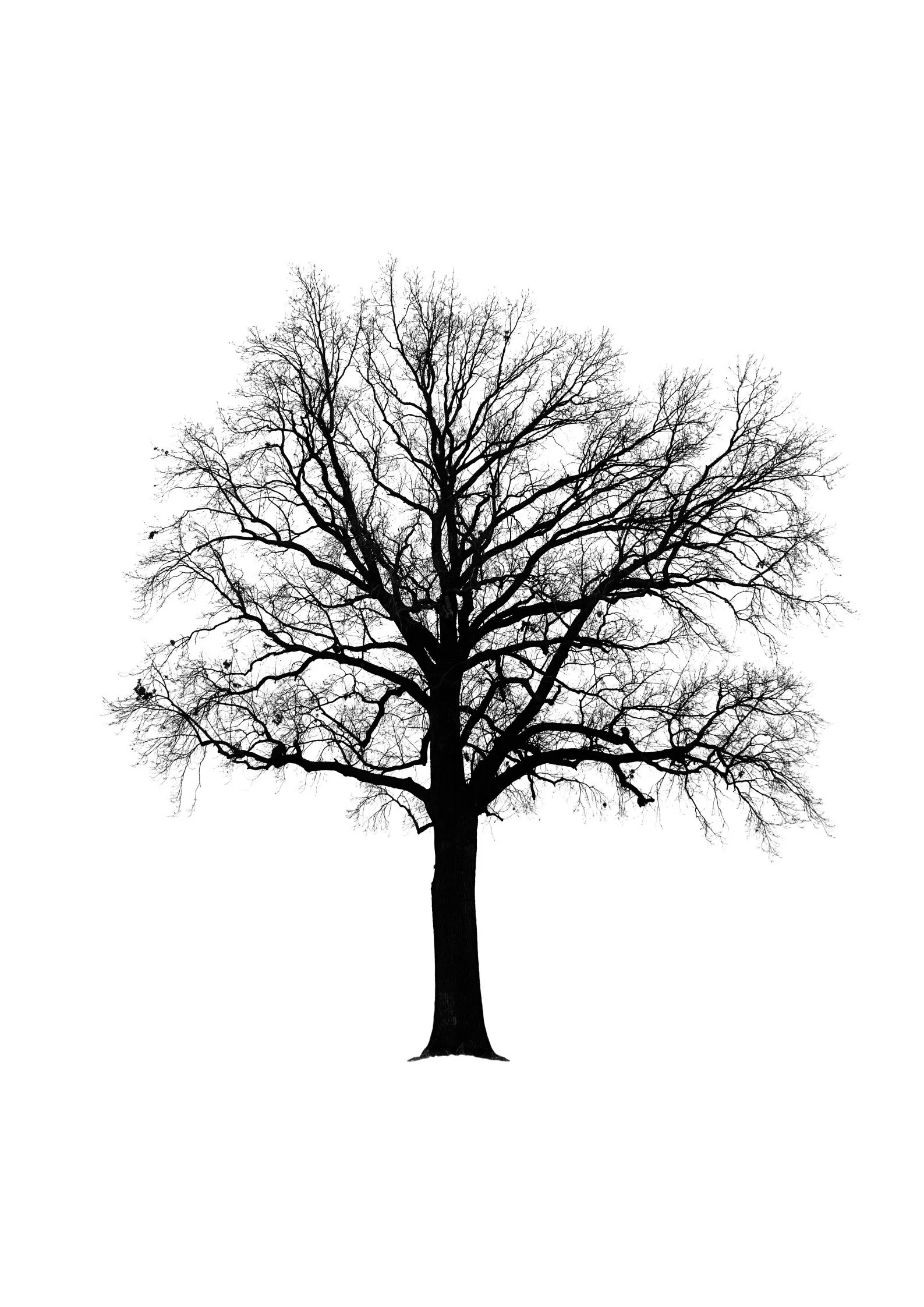 Tree 45 (OAK TREE