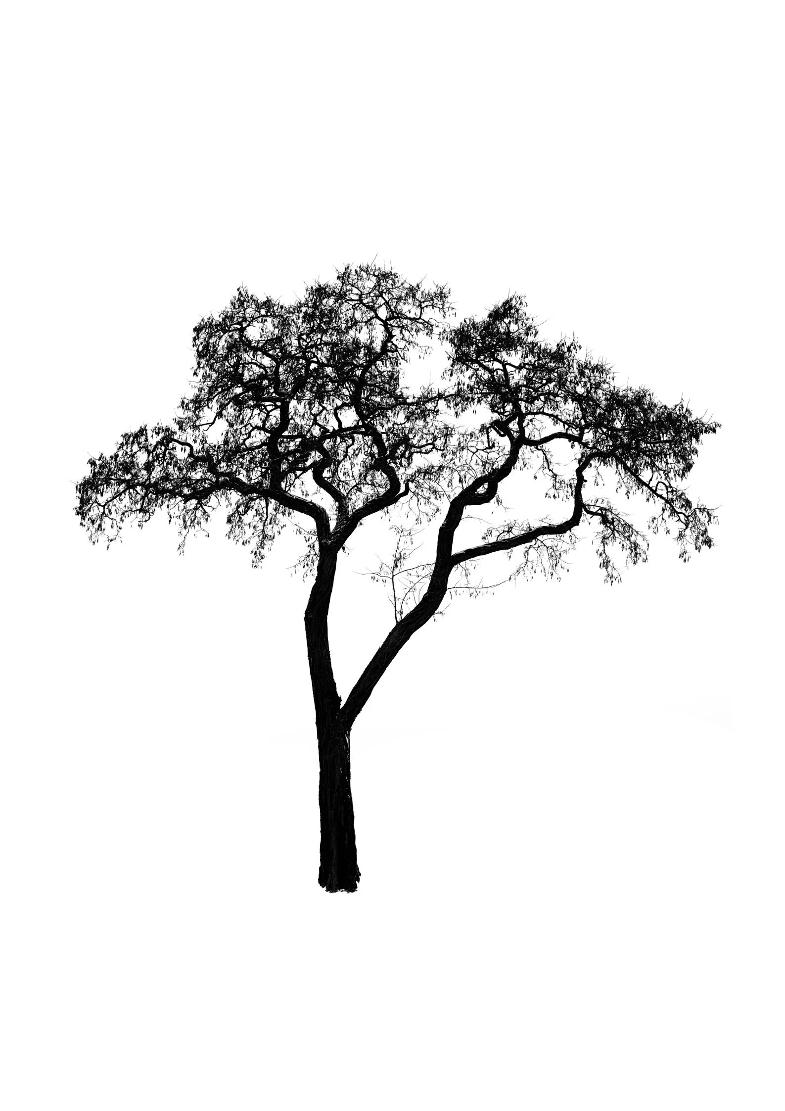 Tree 46 (ROBINIA TREE)