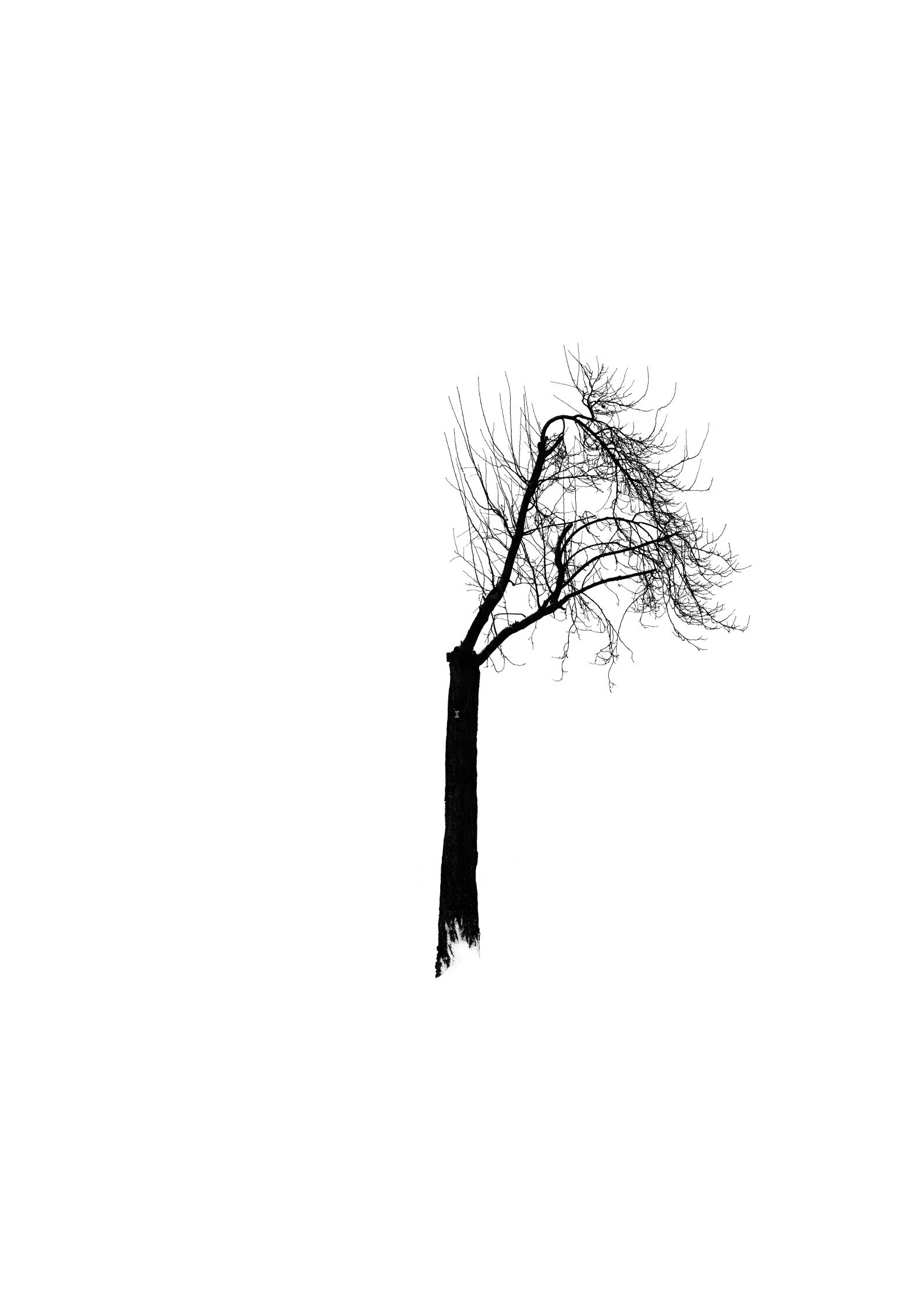 Tree 47 (PLUM TREE)