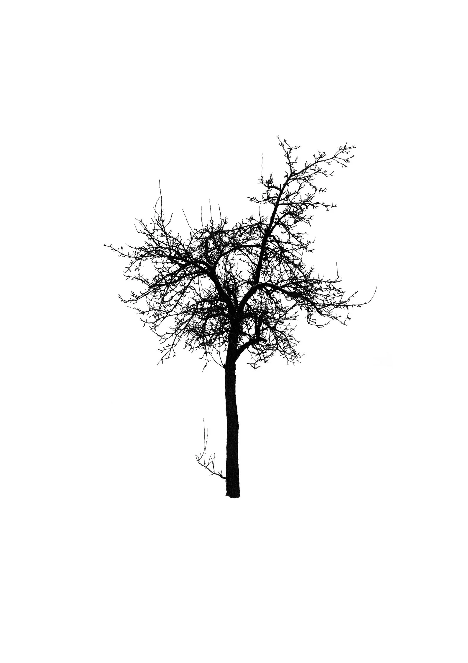 Tree 48 (PEAR TREE)